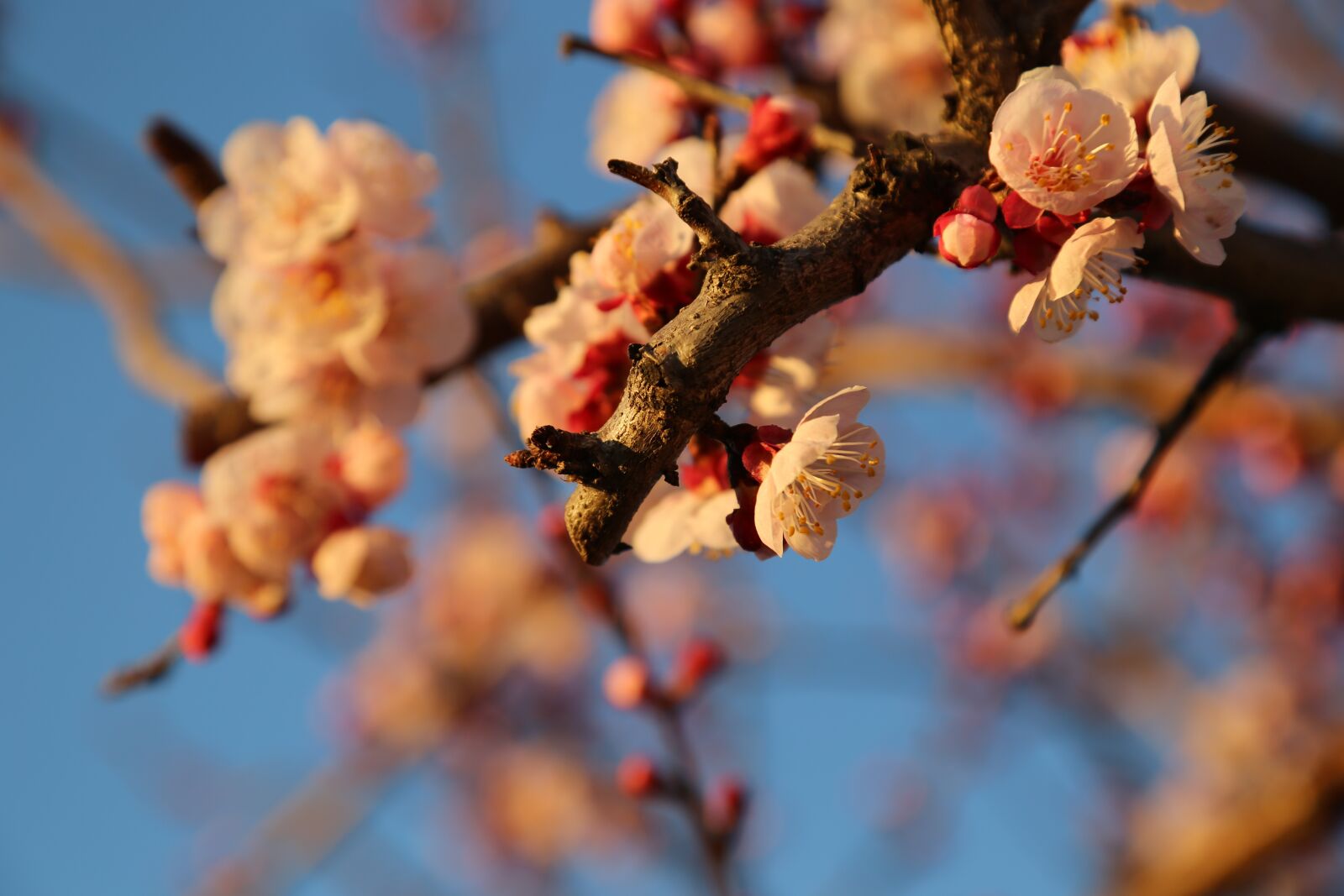 Canon EOS 5D Mark III sample photo. Spring, apricot, flower photography
