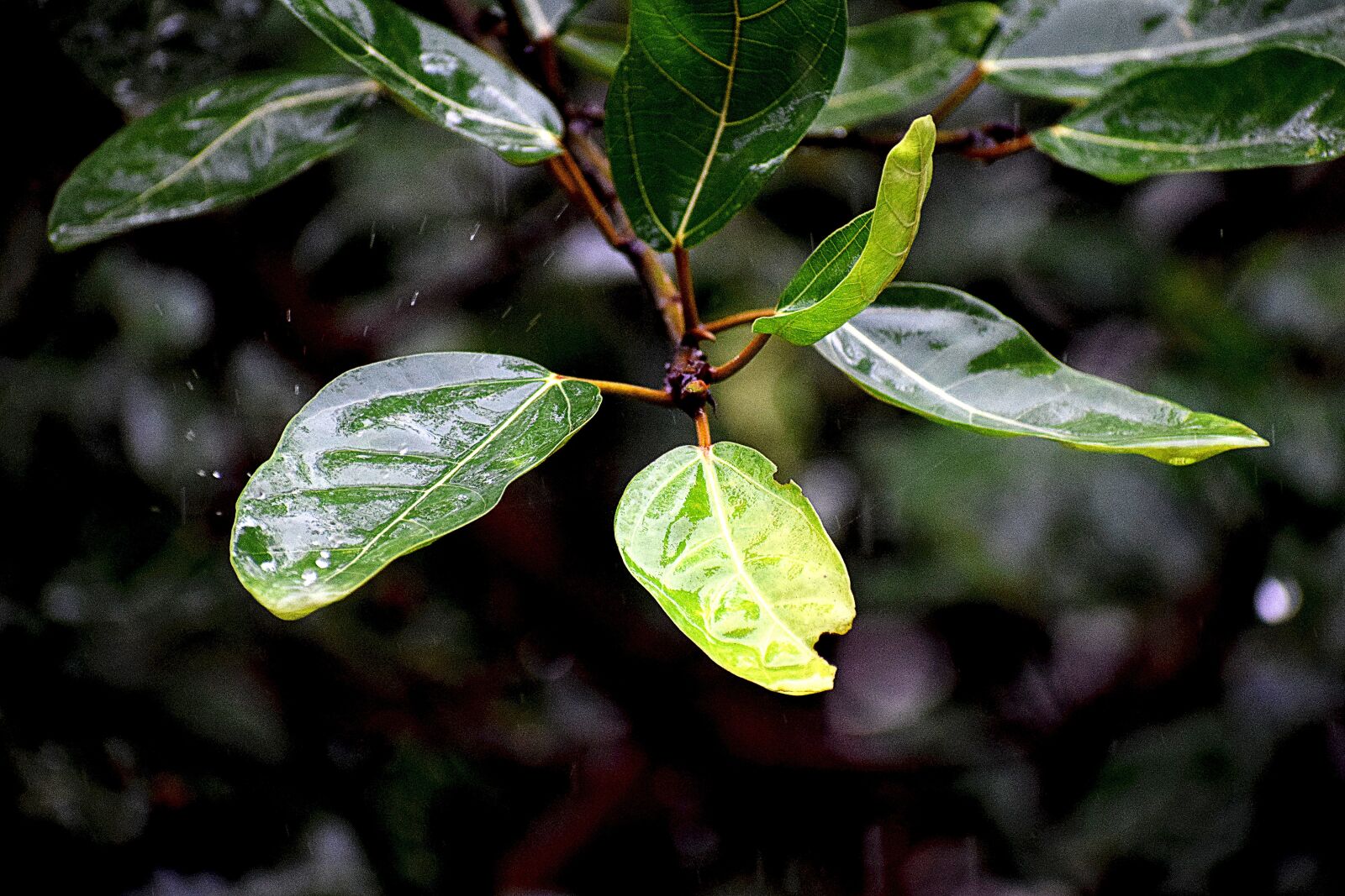 Nikon D3300 sample photo. Rainy day, water droplets photography