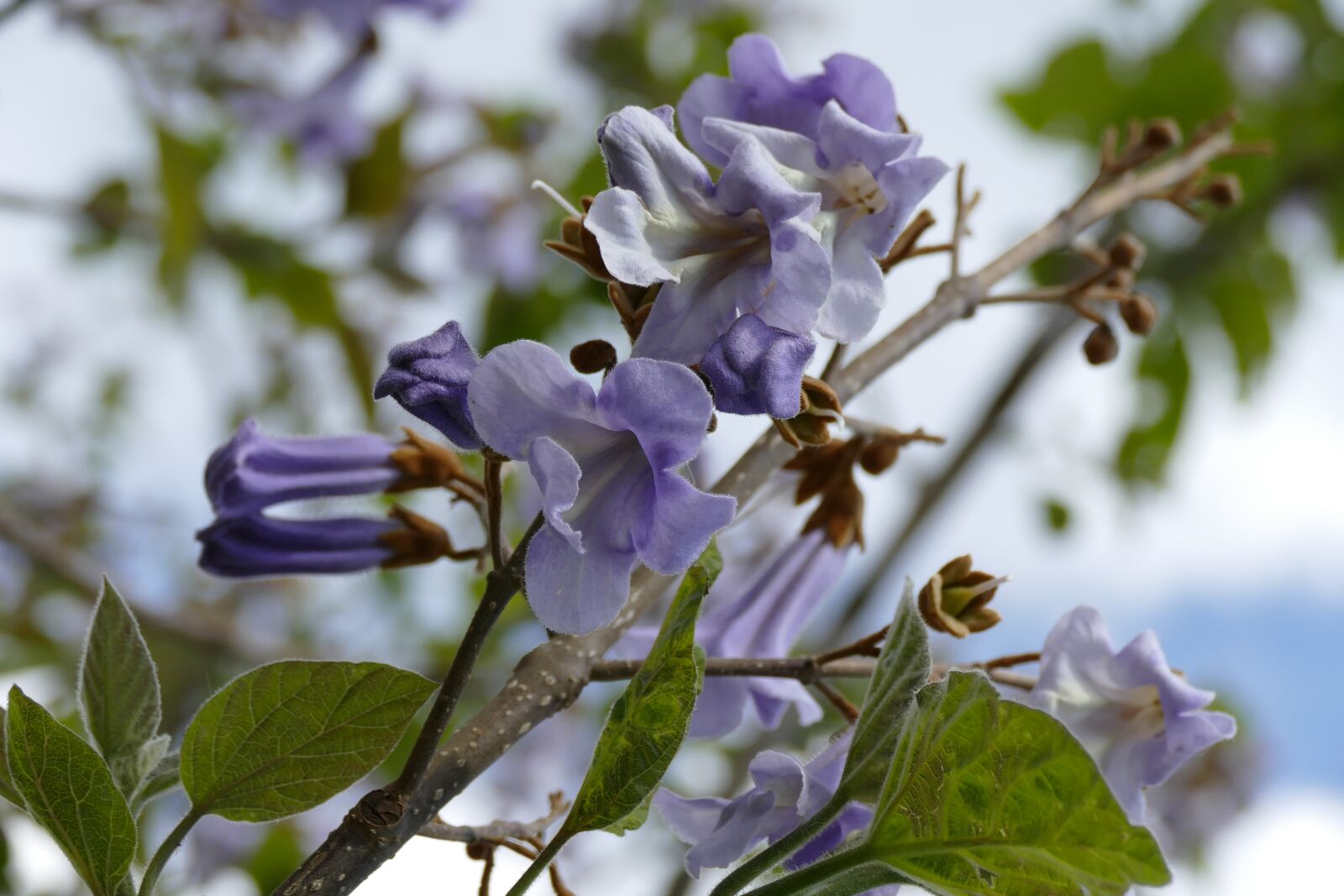 Panasonic Lumix DMC-FZ1000 sample photo. Purple, flower, tree photography
