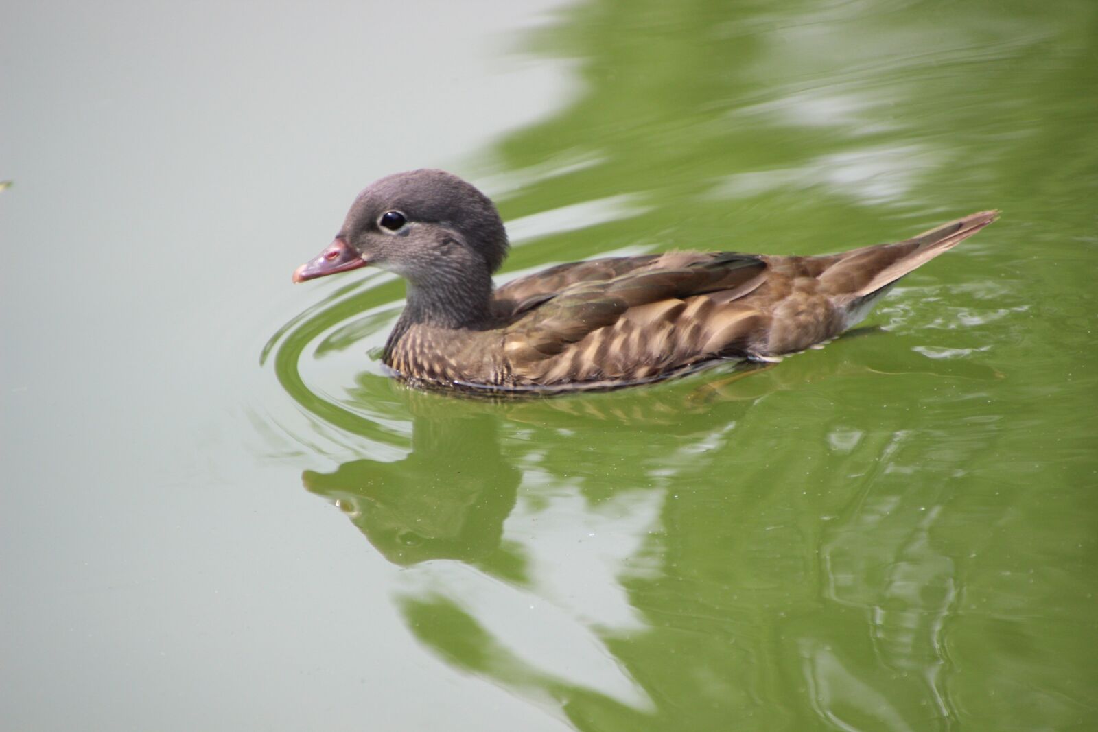 Canon EOS 600D (Rebel EOS T3i / EOS Kiss X5) sample photo. Duck, duckling, lake photography