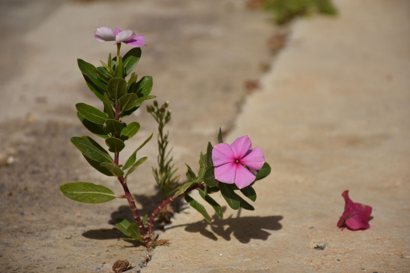 Nikon D7200 sample photo. Flower, cyprus, road photography