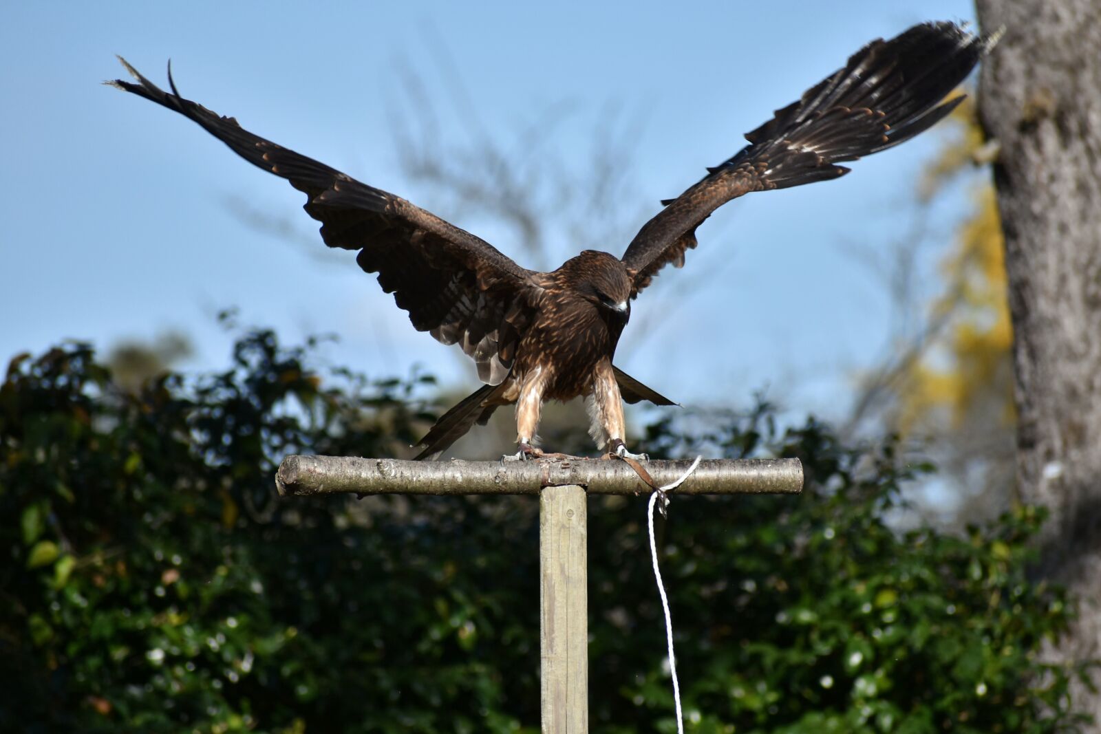 Nikon D7200 sample photo. Animal, bird, raptor photography