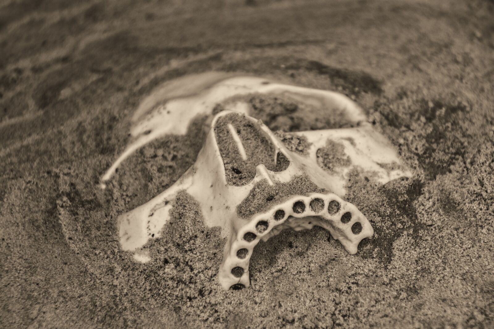 Nikon D5500 sample photo. Skull, death, fossil photography