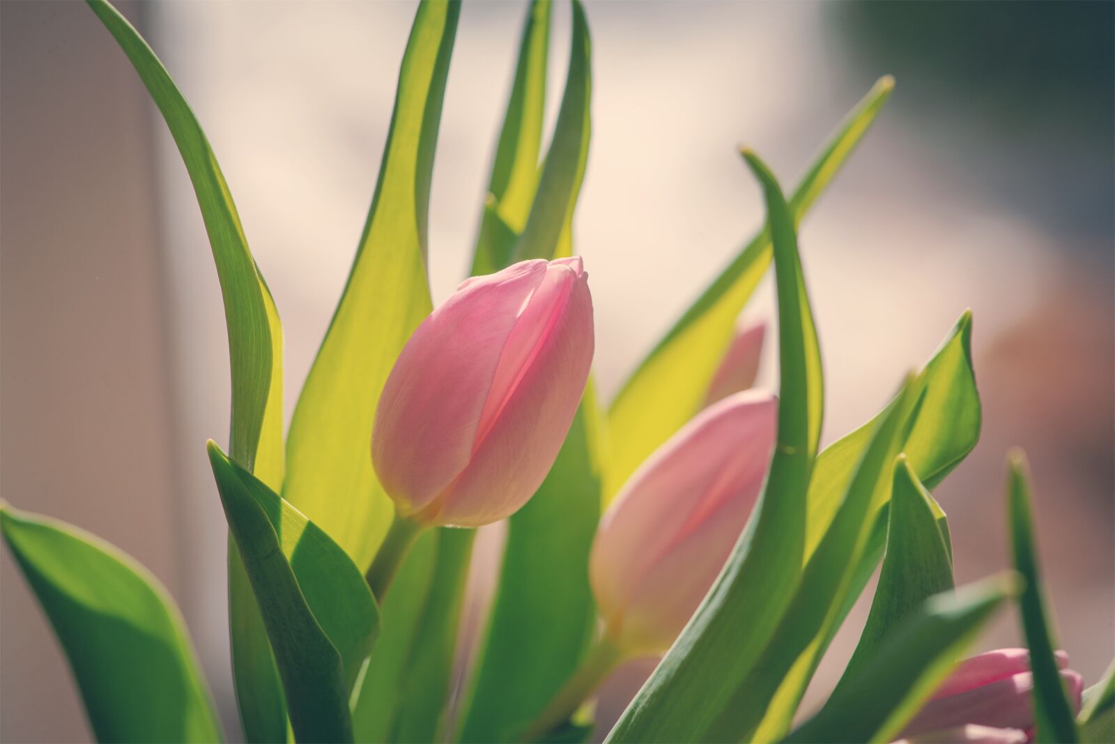 Nikon D750 sample photo. Tulips, pink, flowers photography