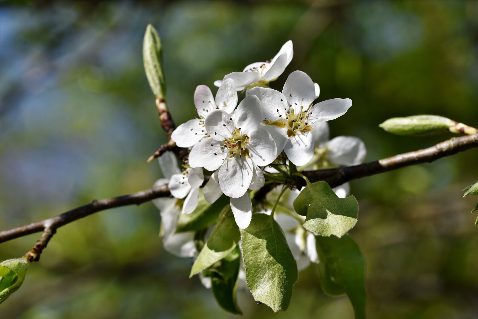 Nikon D7200 sample photo. Pear blossom, pear, blossom photography