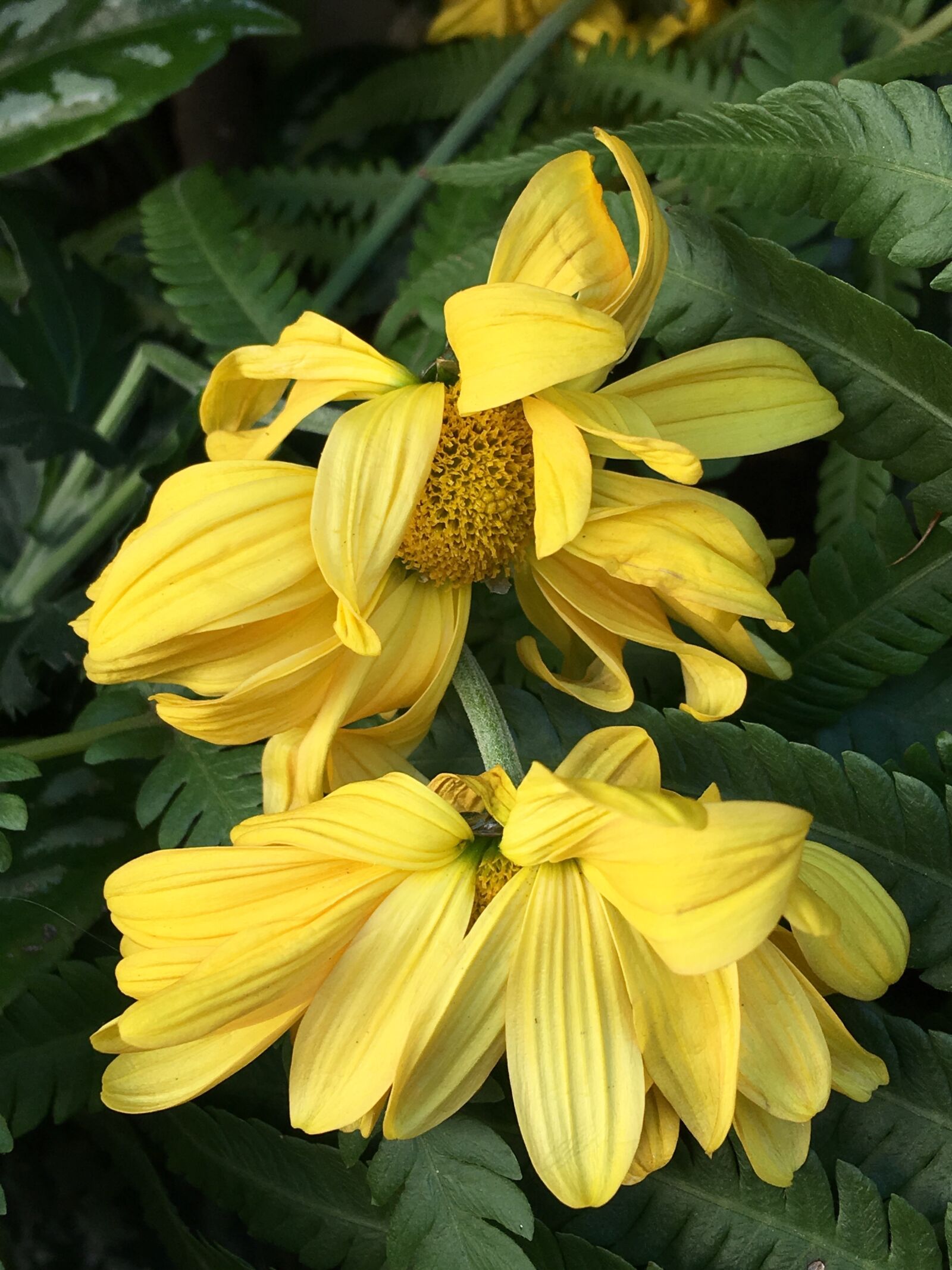 Apple iPhone 6s Plus sample photo. Yellow flower, petals yellow photography