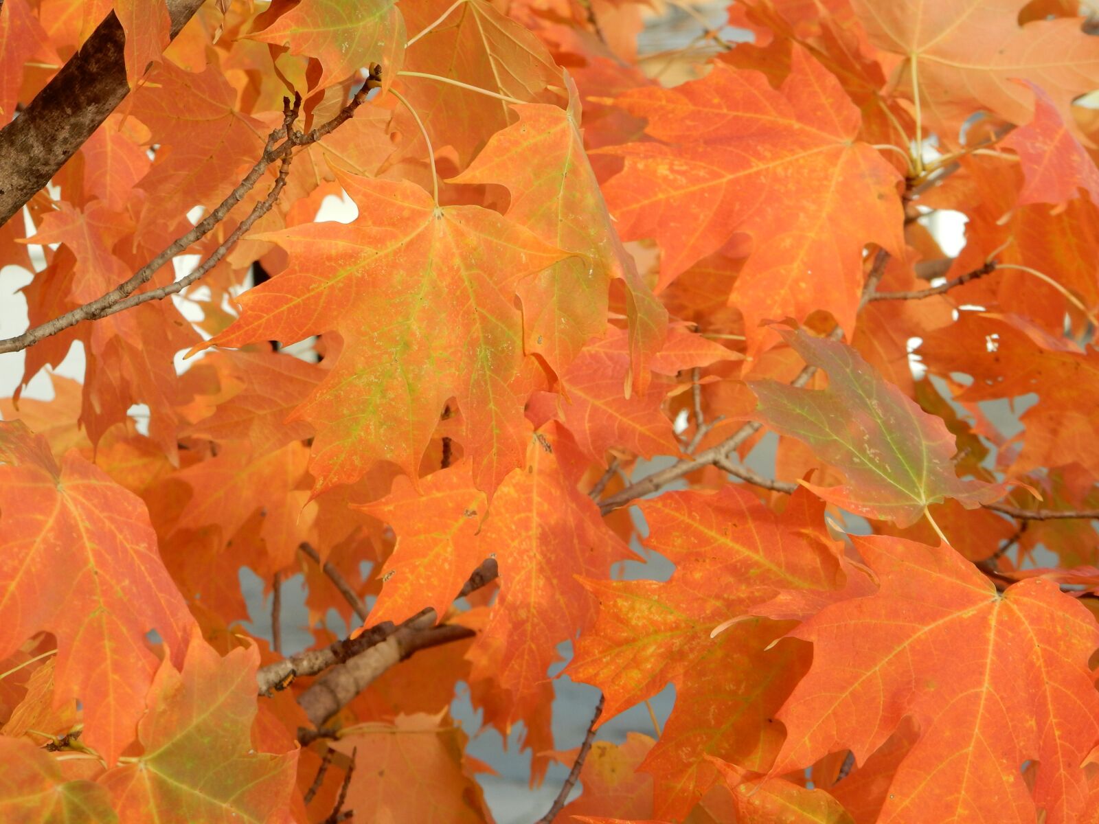 Nikon Coolpix S9700 sample photo. Fall, colors, crisp photography