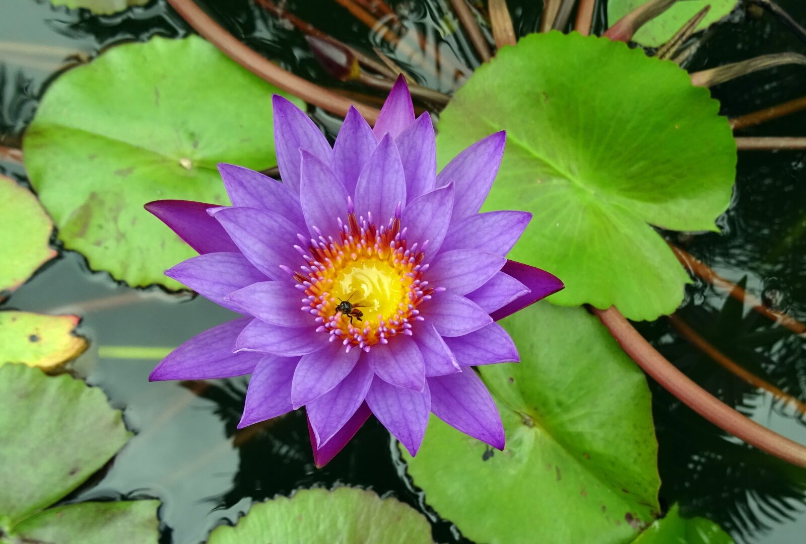 Sony DSC-HX60V sample photo. Lily, flower, blue water photography