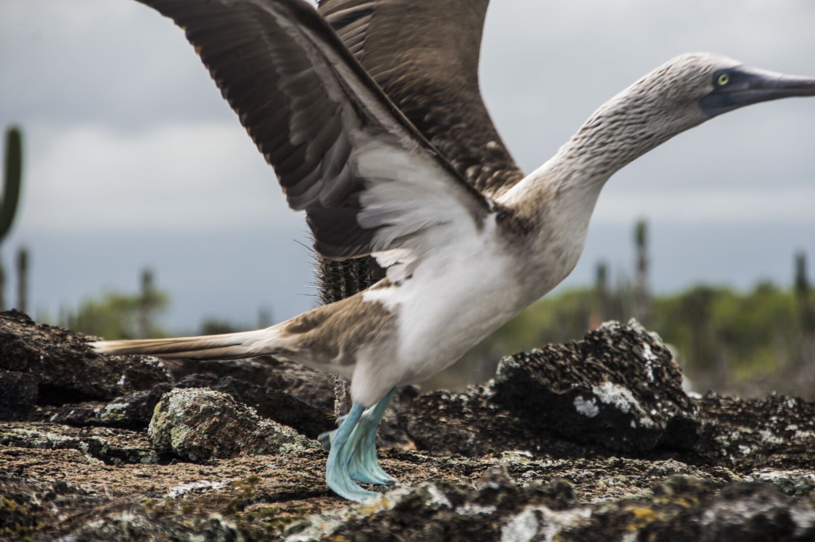 Nikon D3200 sample photo. Booby, ave, blue-footed photography