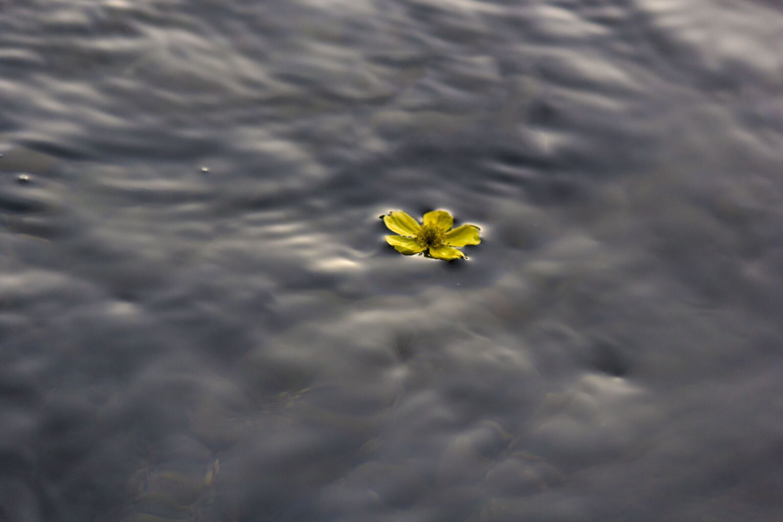 Canon EOS 60D + Canon EF-S 55-250mm F4-5.6 IS II sample photo. Flower, floating flower, water photography