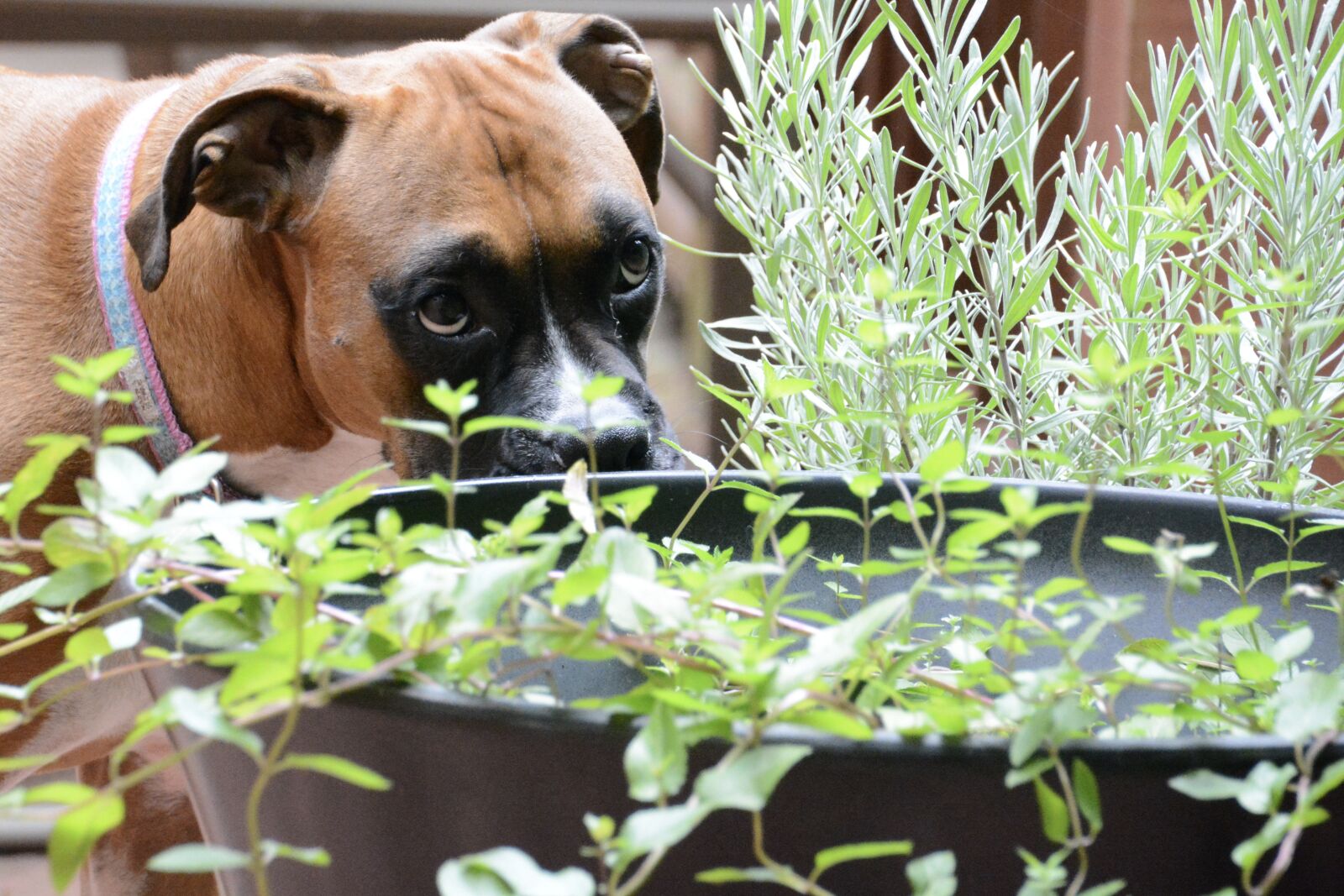 Nikon D5200 sample photo. Dog, plants, lavender photography