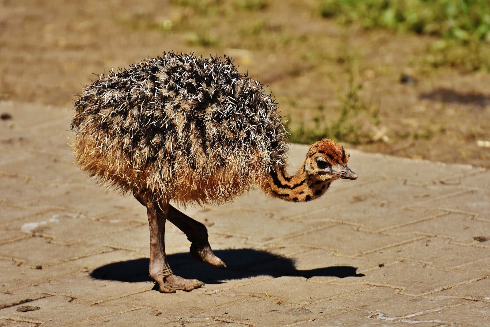 Nikon D7200 sample photo. Bouquet, young animal, ostrich photography