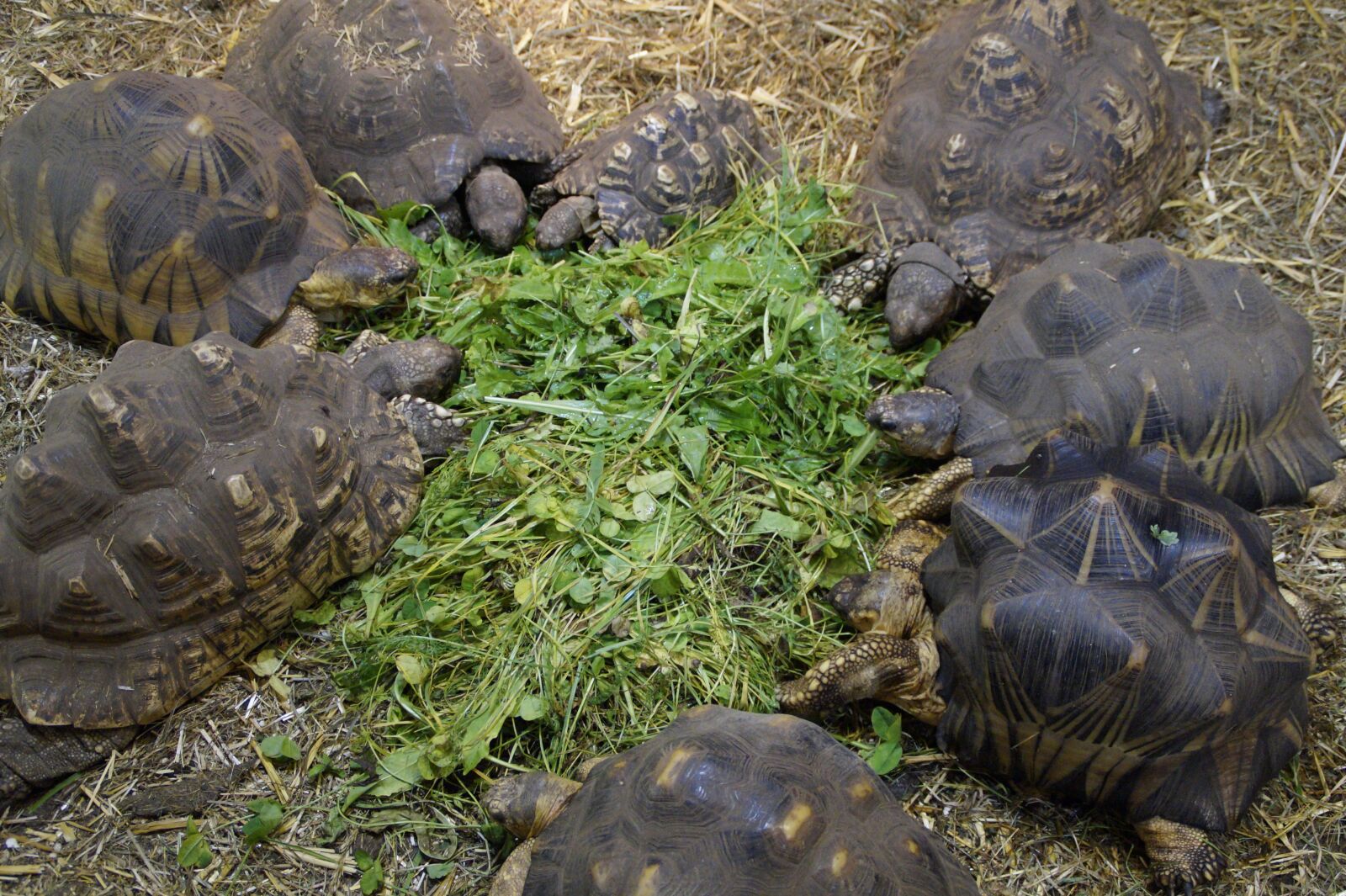 Sony SLT-A58 sample photo. Turtles, land turtles, reptile photography