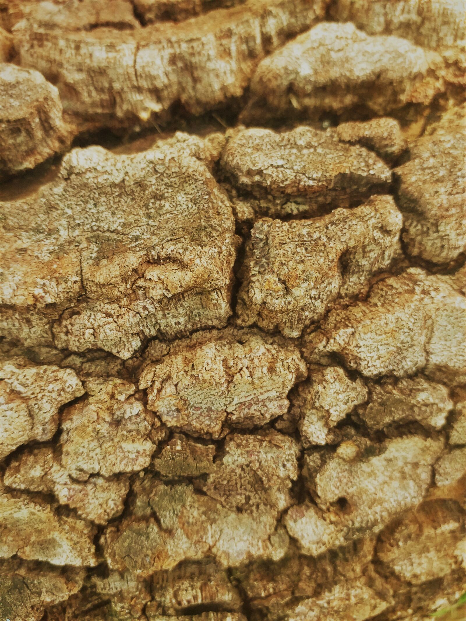Samsung Galaxy J6+ sample photo. Trunk, nature, spring photography
