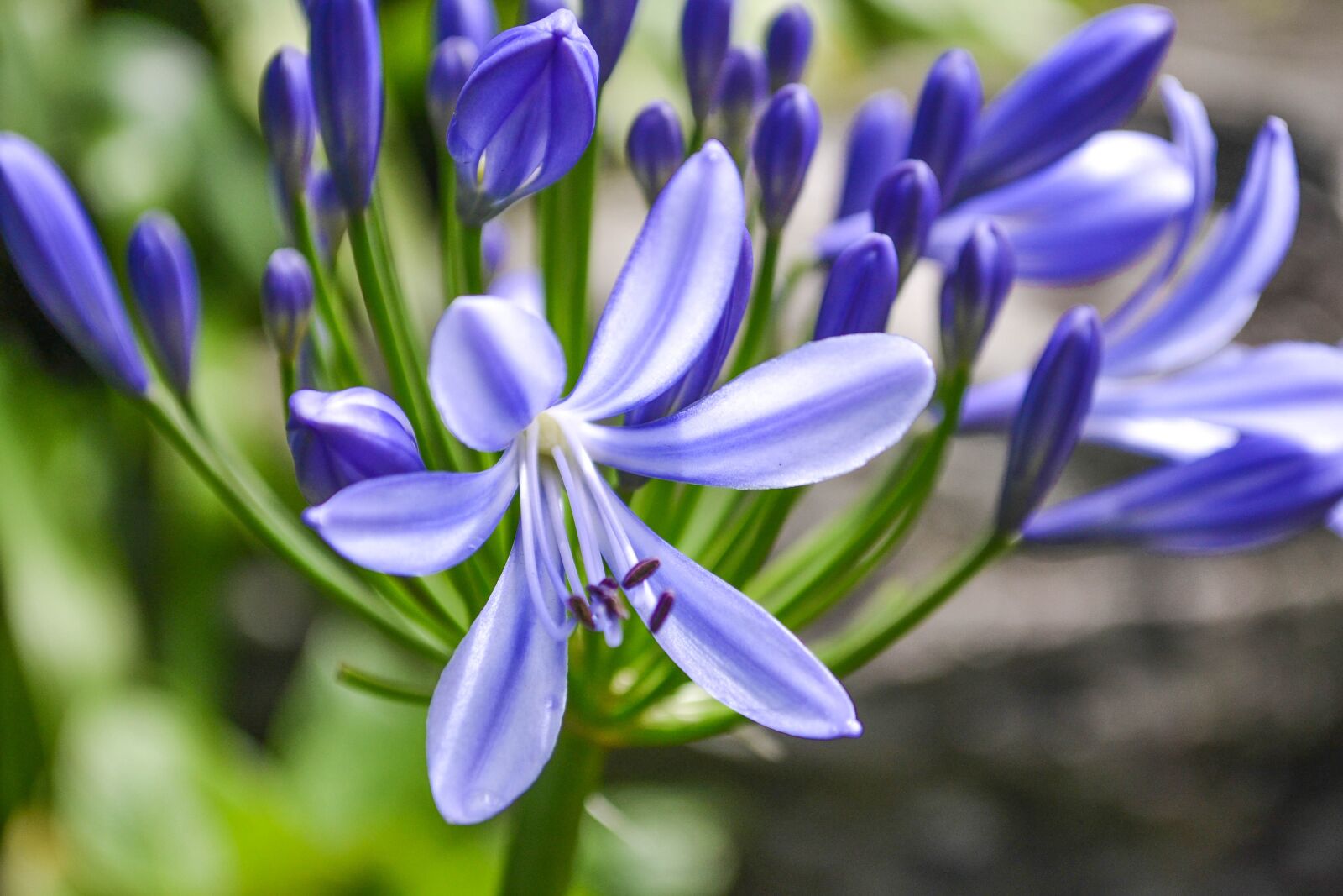Nikon D3100 sample photo. Nature, flower, plant photography
