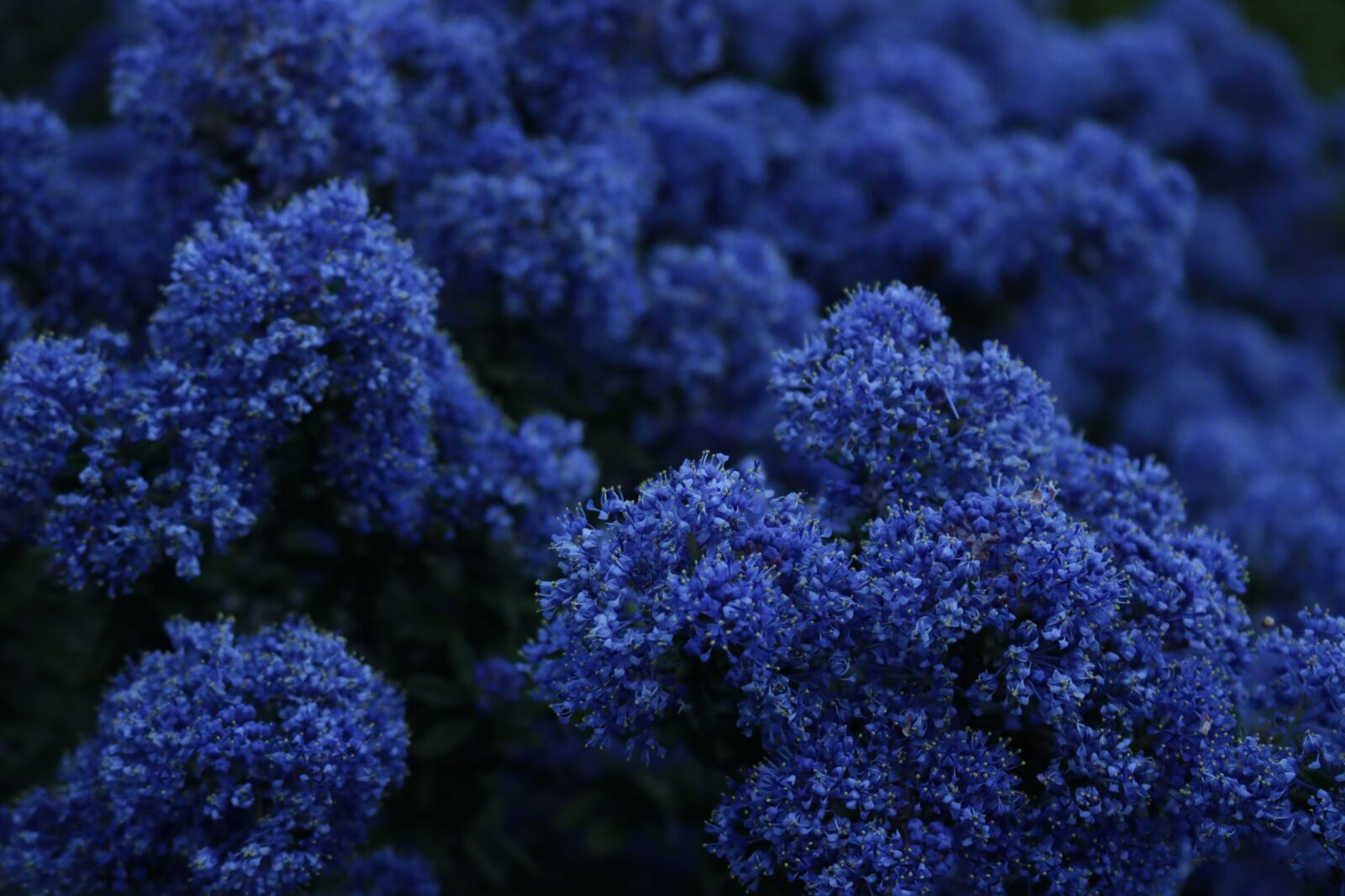 Canon EOS 750D (EOS Rebel T6i / EOS Kiss X8i) sample photo. Lilac, spring, purple photography