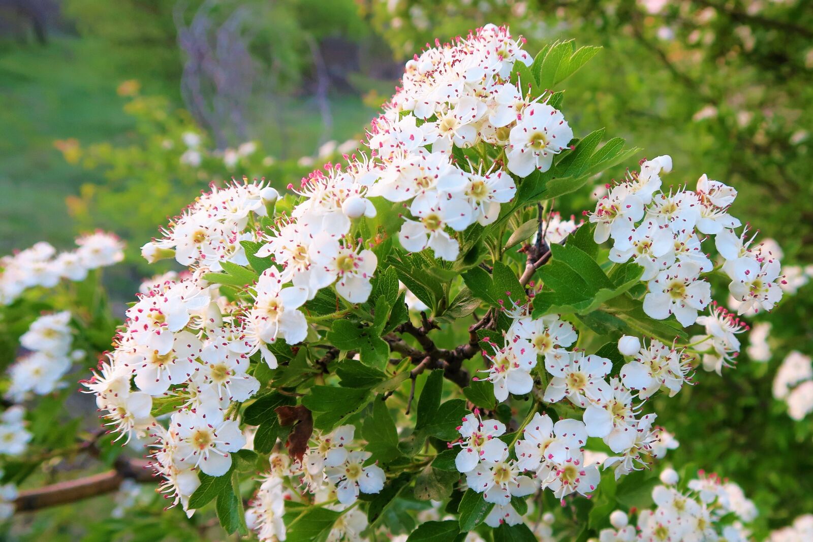 Canon PowerShot G7 X sample photo. Nature, flowers, spring photography