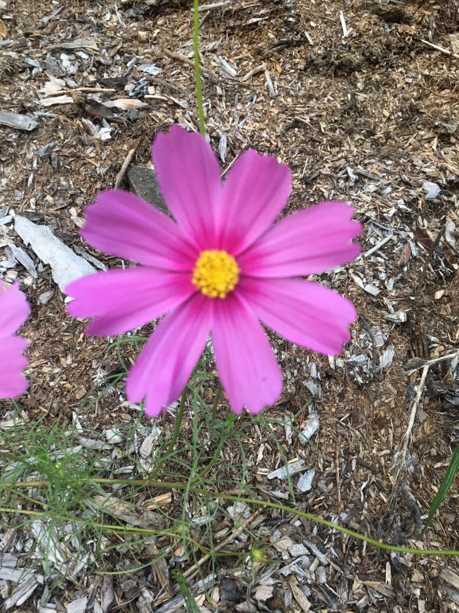 iPhone 6s Plus back camera 4.15mm f/2.2 sample photo. Pink, garden, flowers photography
