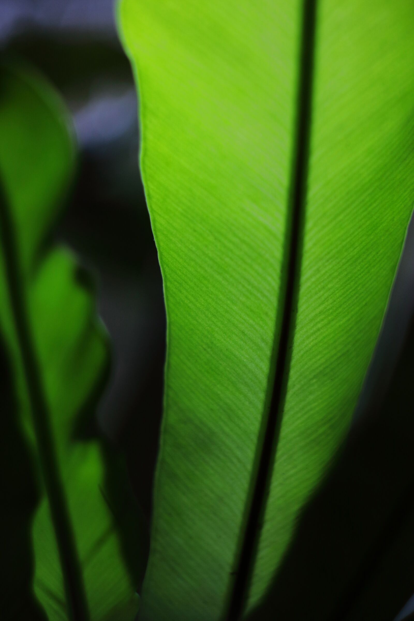Canon EOS 40D sample photo. Leaf, plant, green photography
