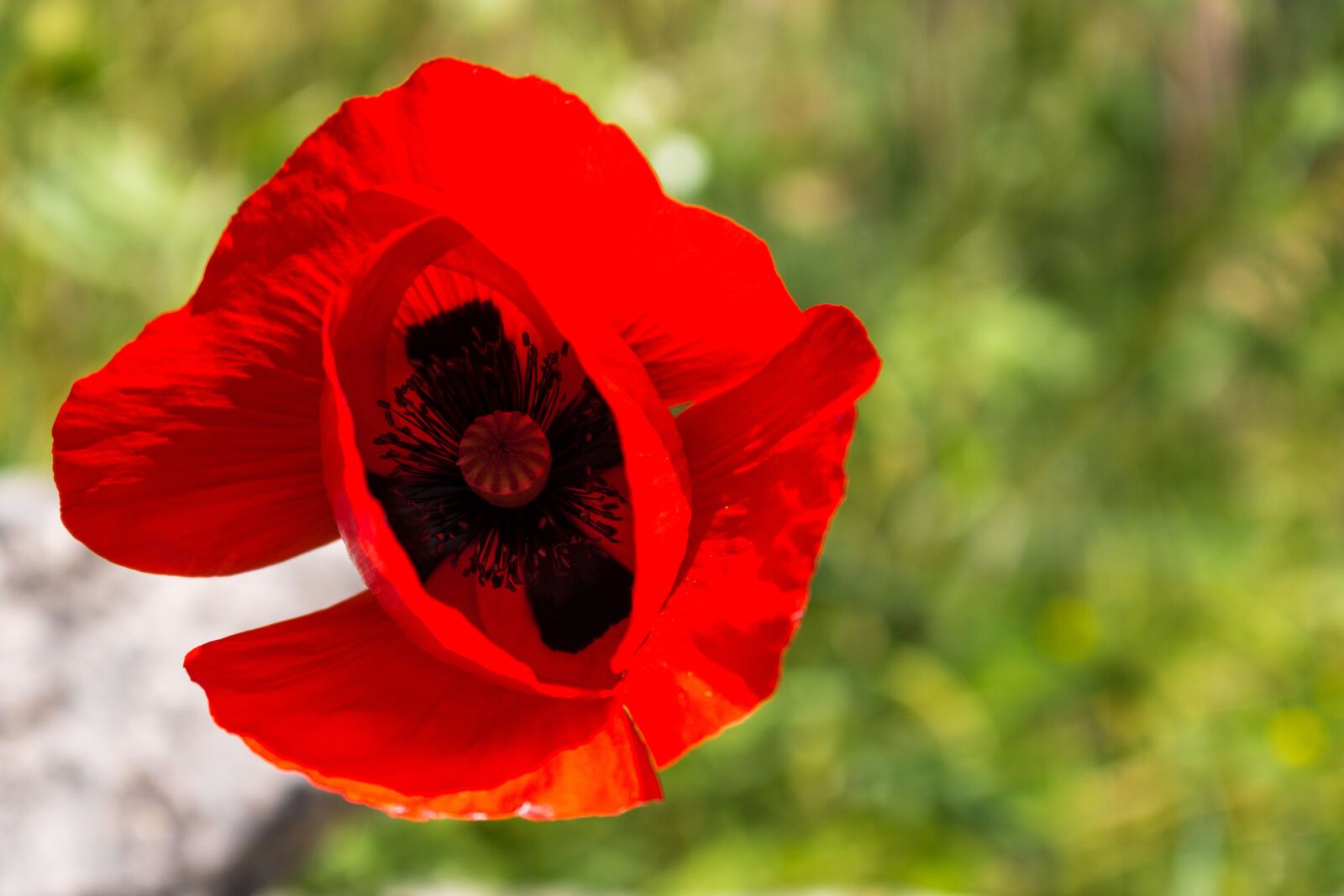 Canon EOS 760D (EOS Rebel T6s / EOS 8000D) sample photo. Wild tulip, flower, red photography
