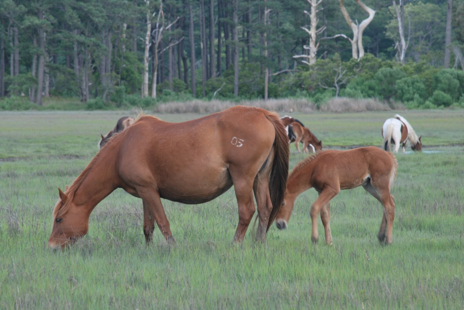 Nikon D60 sample photo. Horses, travel, nature photography