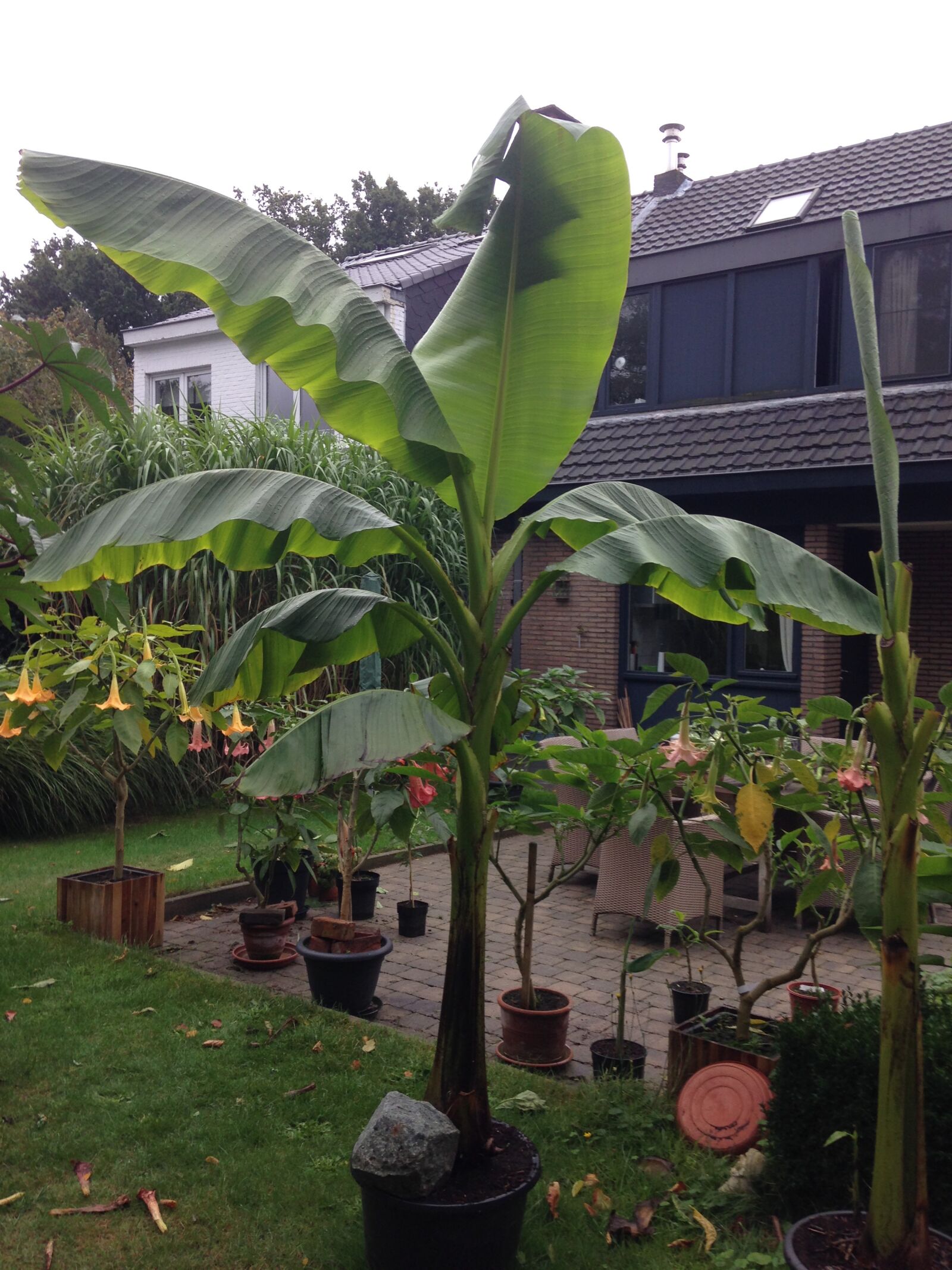 iPhone 5 back camera 4.12mm f/2.4 sample photo. Banana, plant, tropical photography