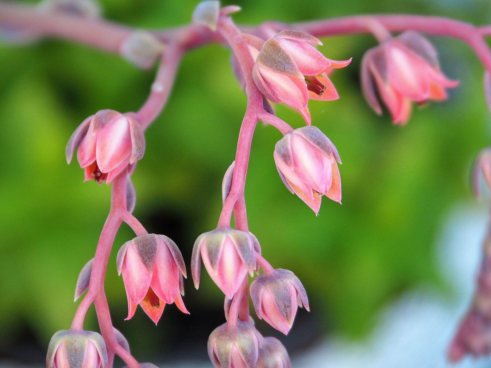 Olympus OM-D E-M5 II sample photo. Pink flowers, romantic, bloom photography
