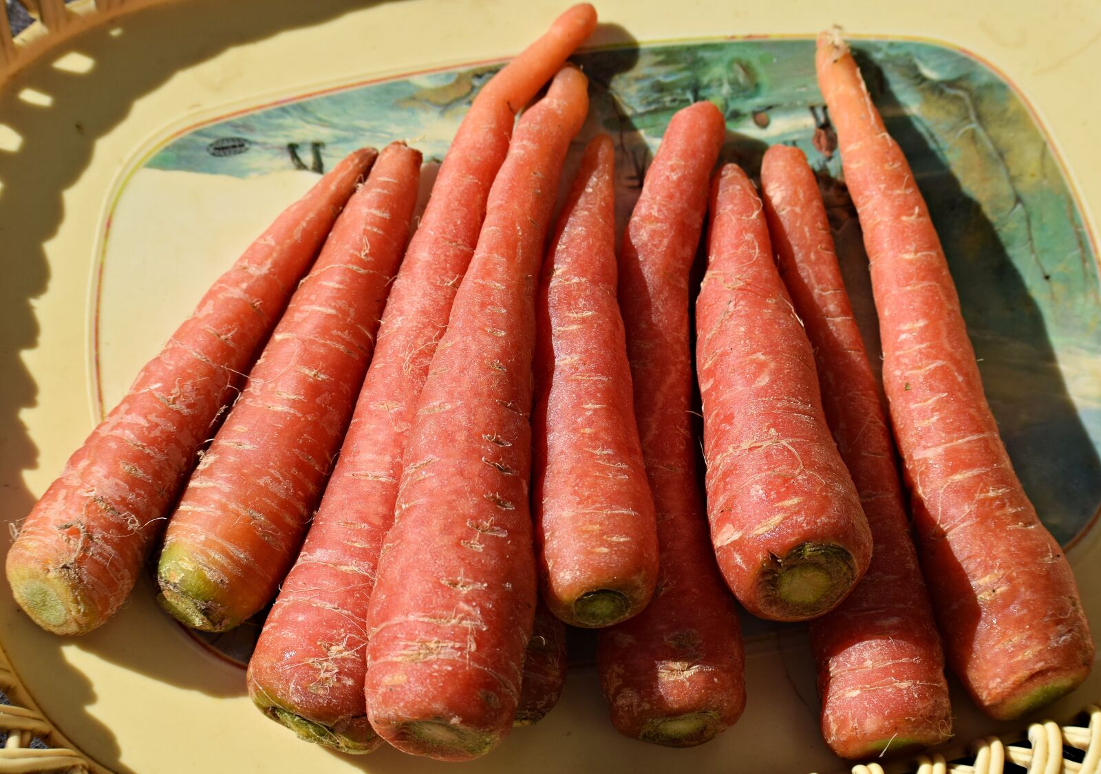Nikon D3300 sample photo. Carrot, vegetable, carrots photography