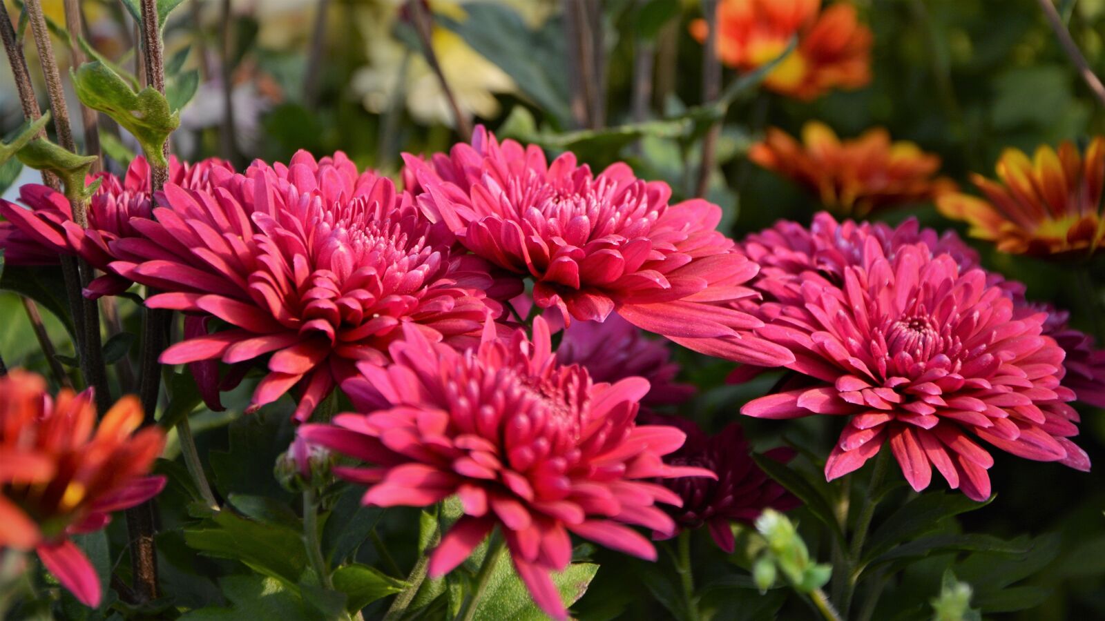 Nikon D7100 sample photo. Flower, chichewa live, vivid photography