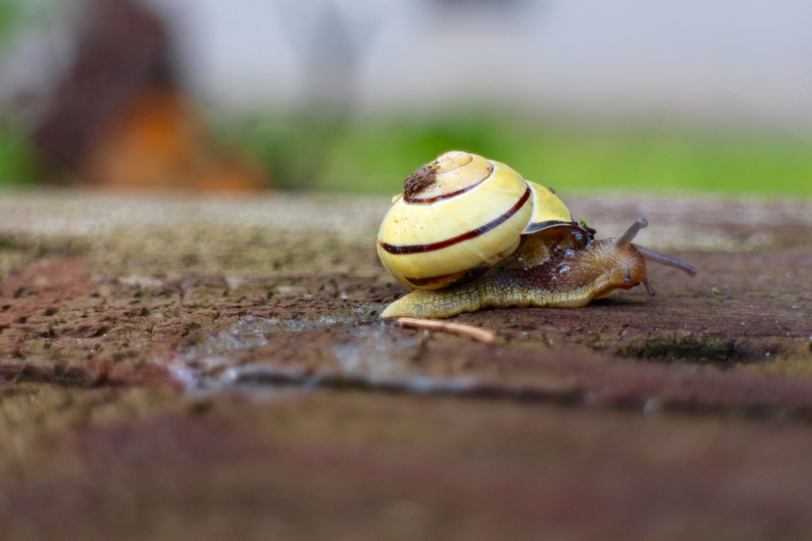 Canon EOS M sample photo. Snail, wood, shell photography
