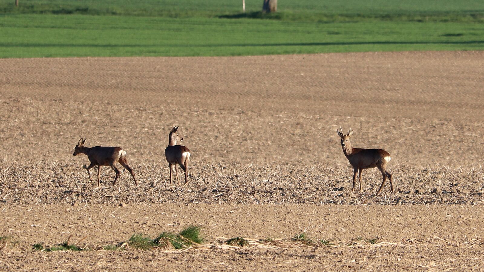 Canon EF 70-300 F4-5.6 IS II USM sample photo. Roe deer, nature, wild photography