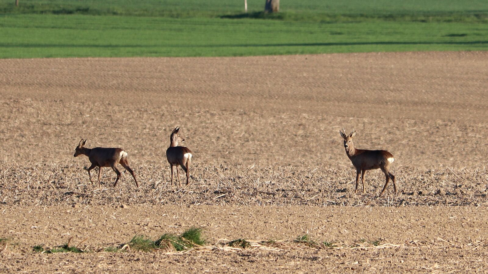 Canon EOS 77D (EOS 9000D / EOS 770D) + Canon EF 70-300 F4-5.6 IS II USM sample photo. Roe deer, nature, wild photography