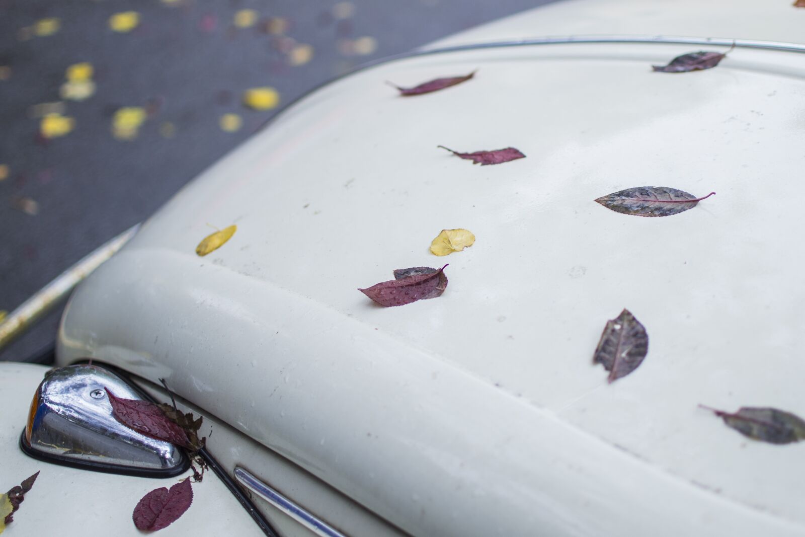 Nikon D3100 sample photo. Leaves, car, leaf photography
