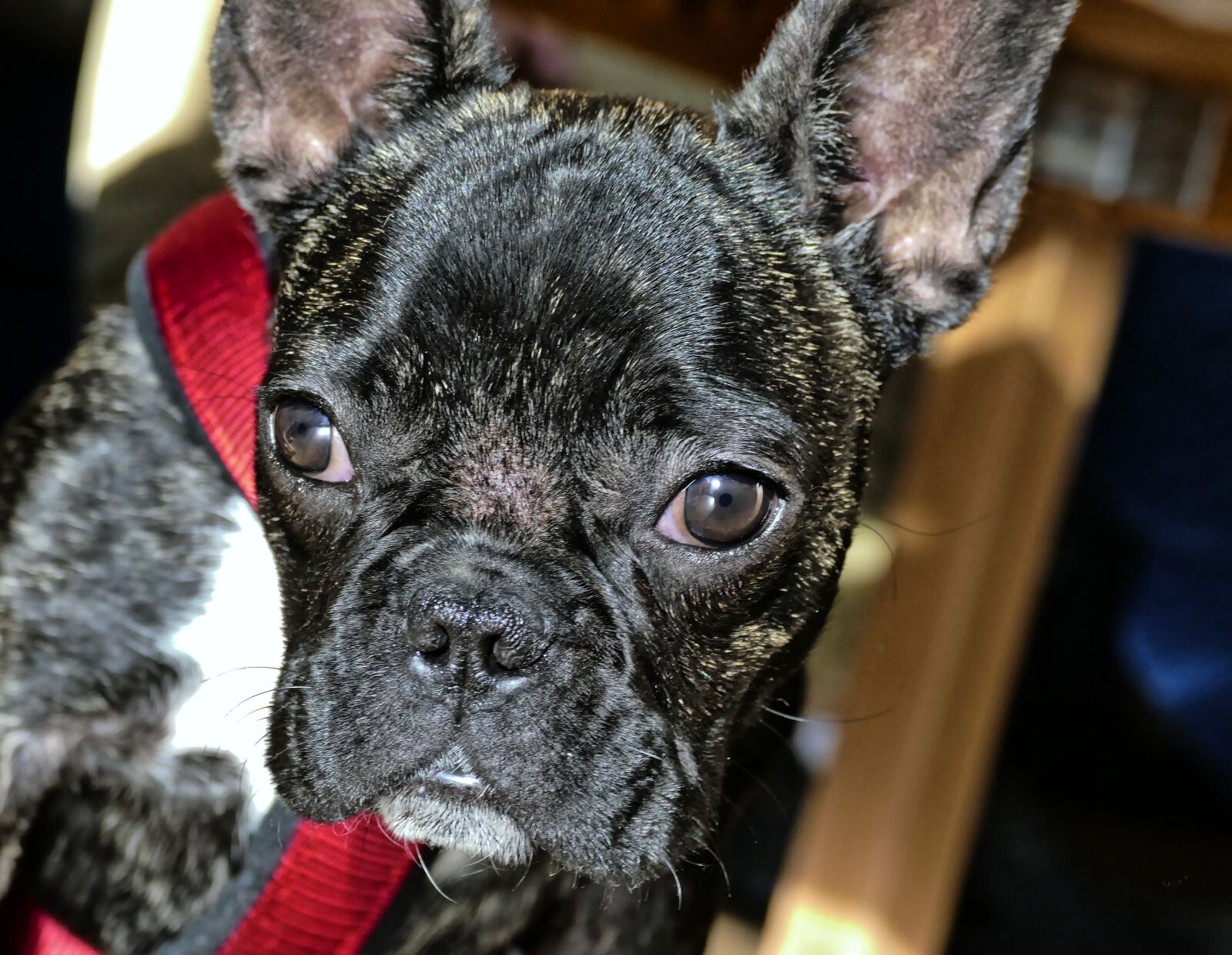 Panasonic Lumix DMC-FZ1000 sample photo. French bulldog, bulldog, dog photography