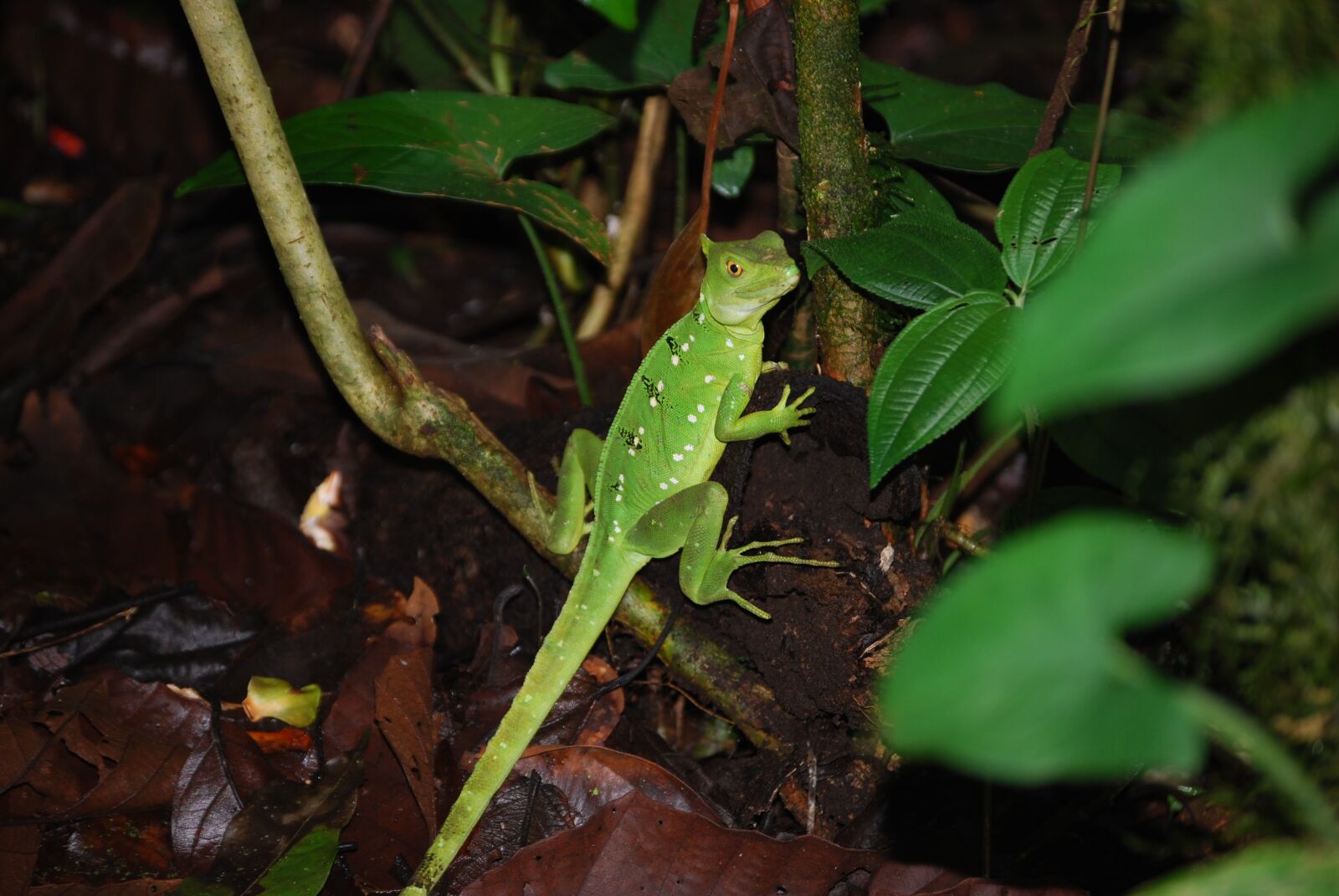 Nikon D40X sample photo. Lizard, rainforest, green photography
