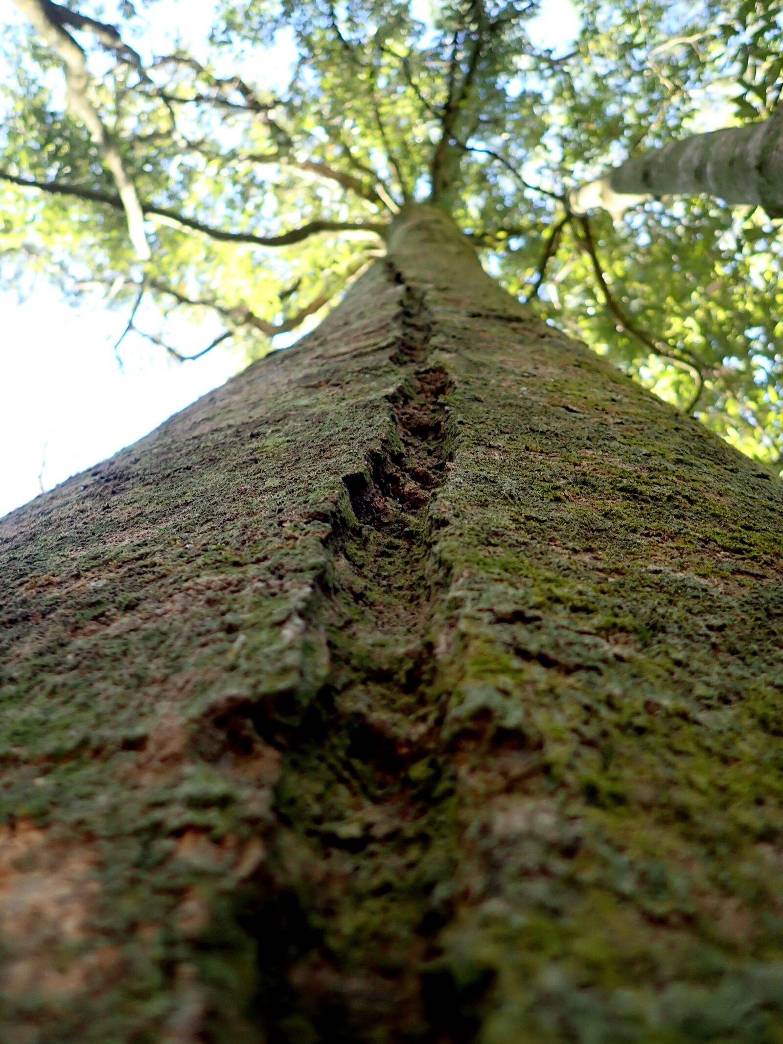 Olympus TG-5 sample photo. Tree, trunk, groove photography