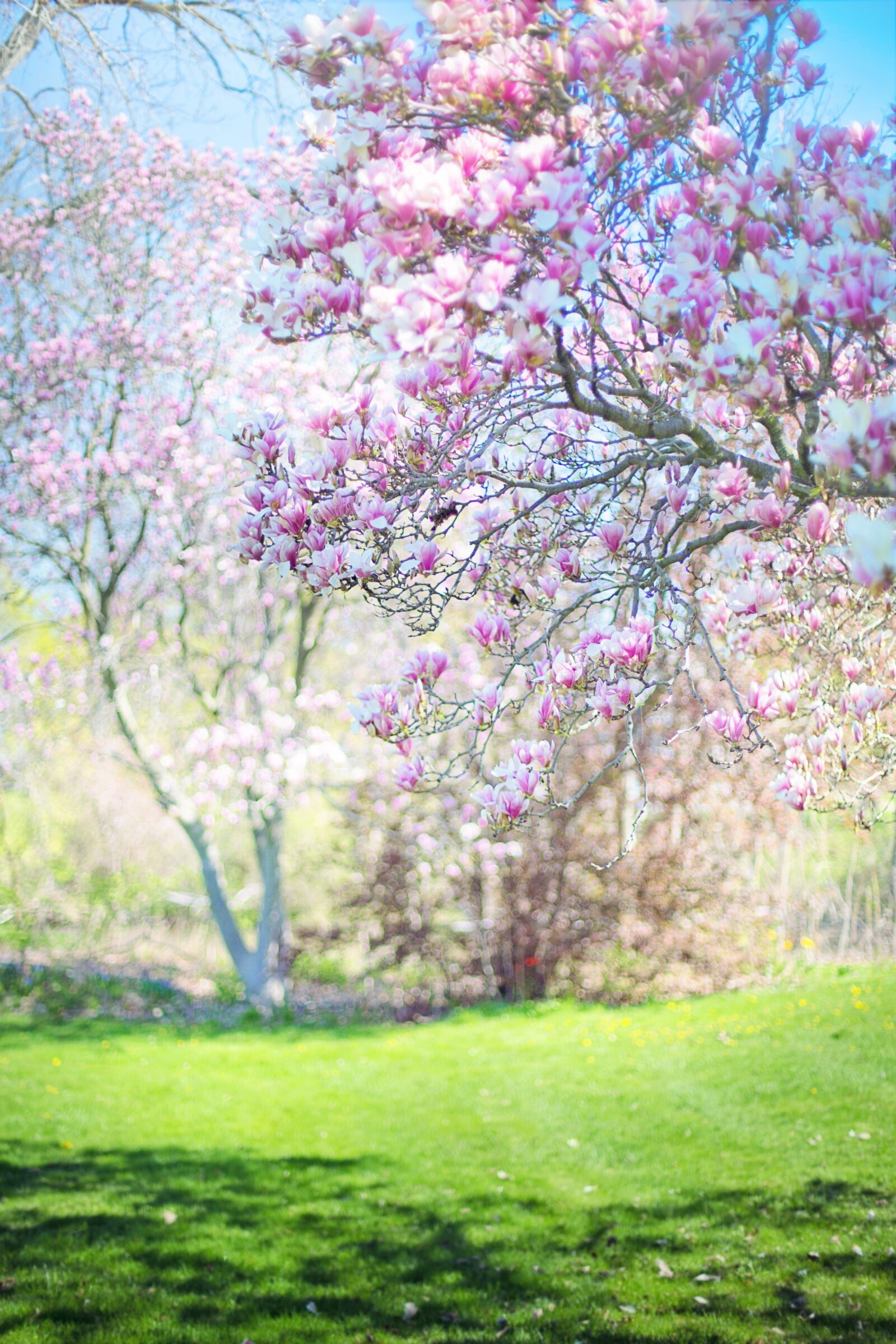 Canon EF 50mm F1.4 USM sample photo. Magnolias, pink, background photography