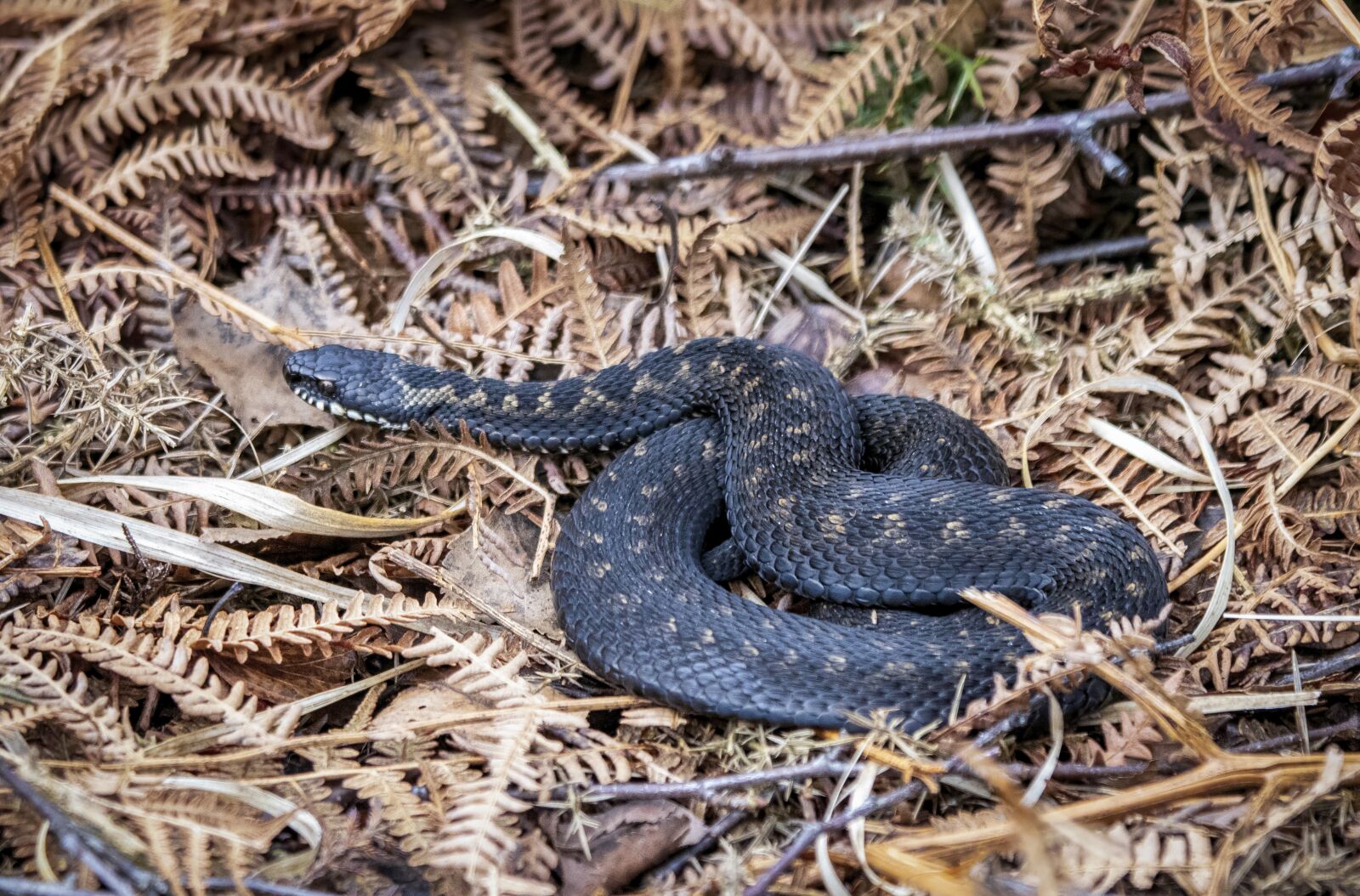 Sigma 100-400mm F5-6.3 DG OS HSM sample photo. Snake, reptile, adder photography