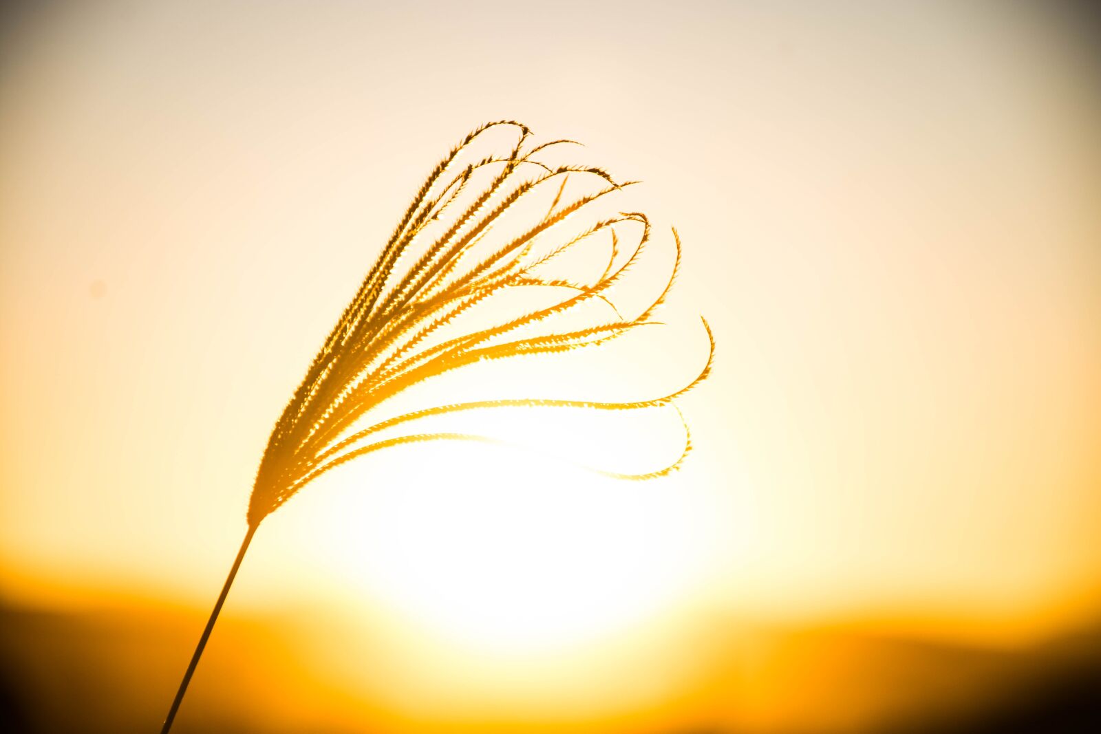Nikon D7200 sample photo. Sunset, plant, field photography