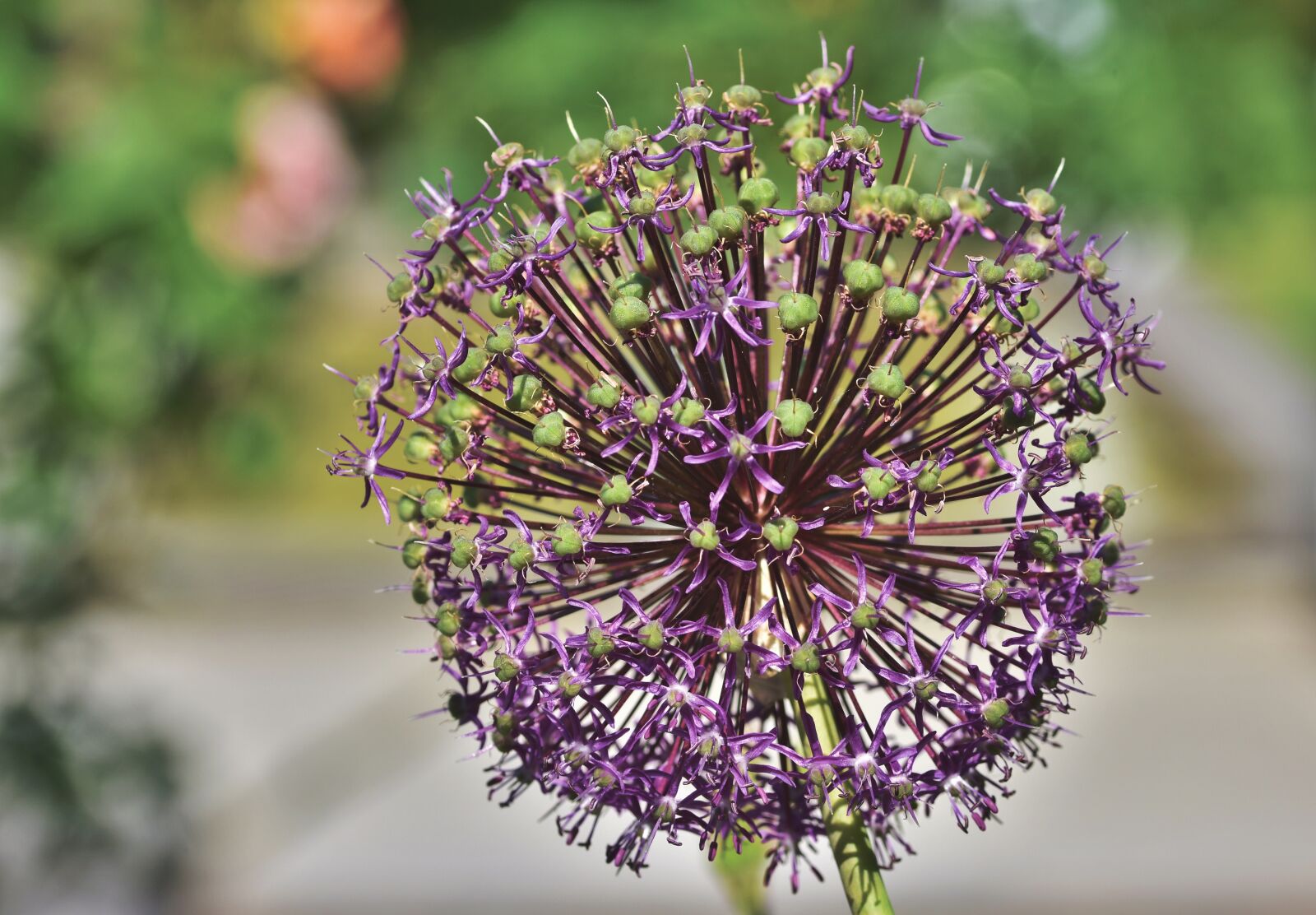 Nikon D7200 sample photo. Ornamental onion, allium, flower photography