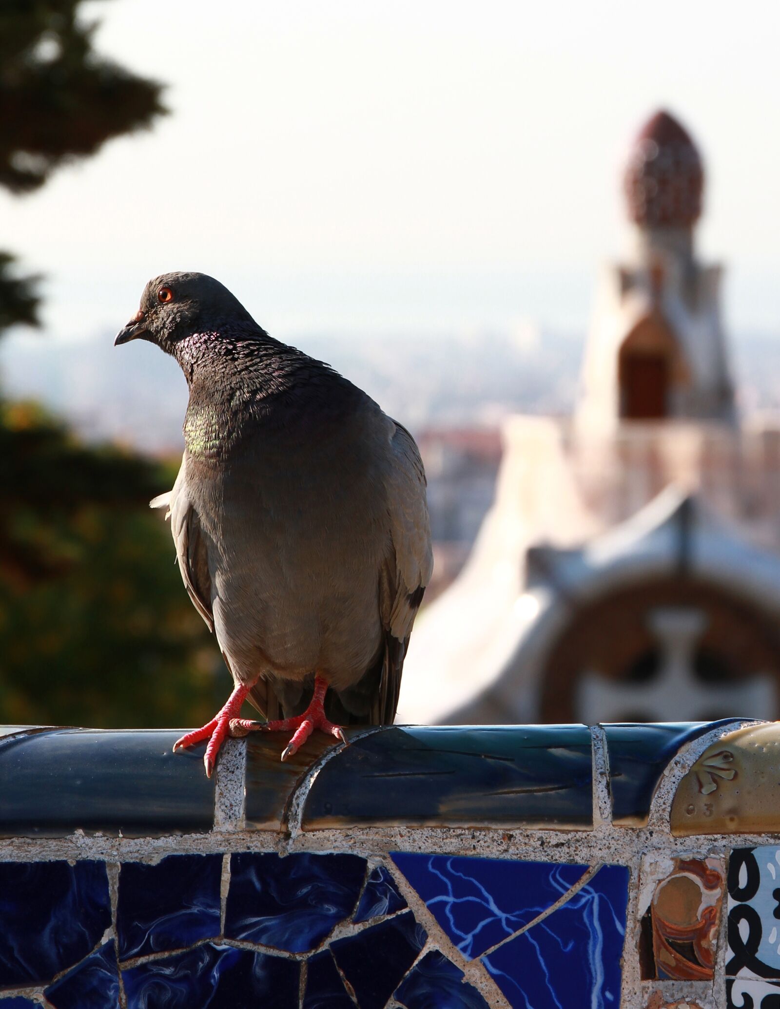 Canon EOS 7D + Canon EF 24-70mm F4L IS USM sample photo. Pigeon, bird, animal photography