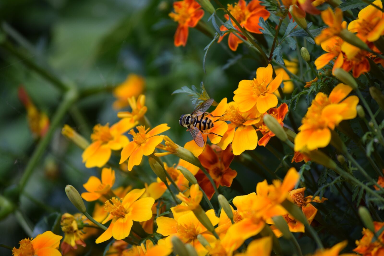 Nikon D3300 sample photo. Bee, flowers, nature photography