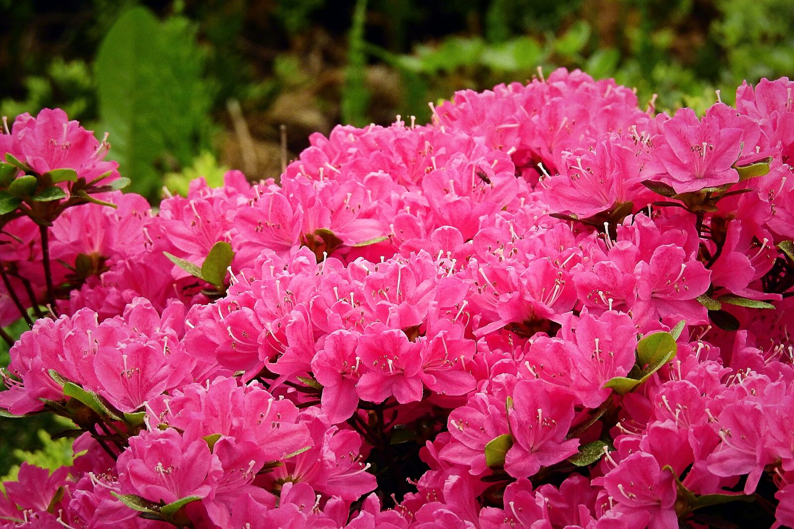 Nikon Coolpix P900 sample photo. Flowers, the beauty of photography