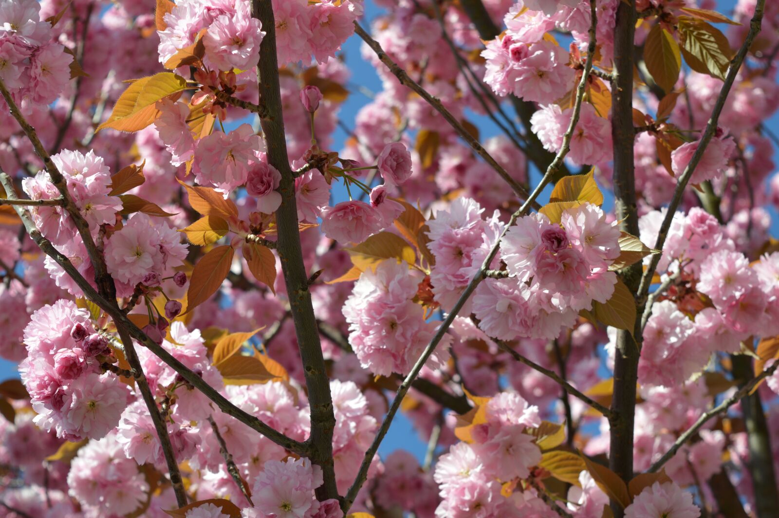 Nikon D3200 sample photo. Spring, cherry, pink photography