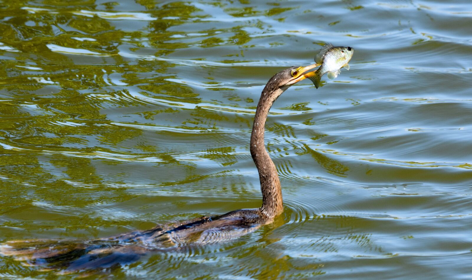 Nikon D7200 sample photo. Anhinga, bird, predator photography
