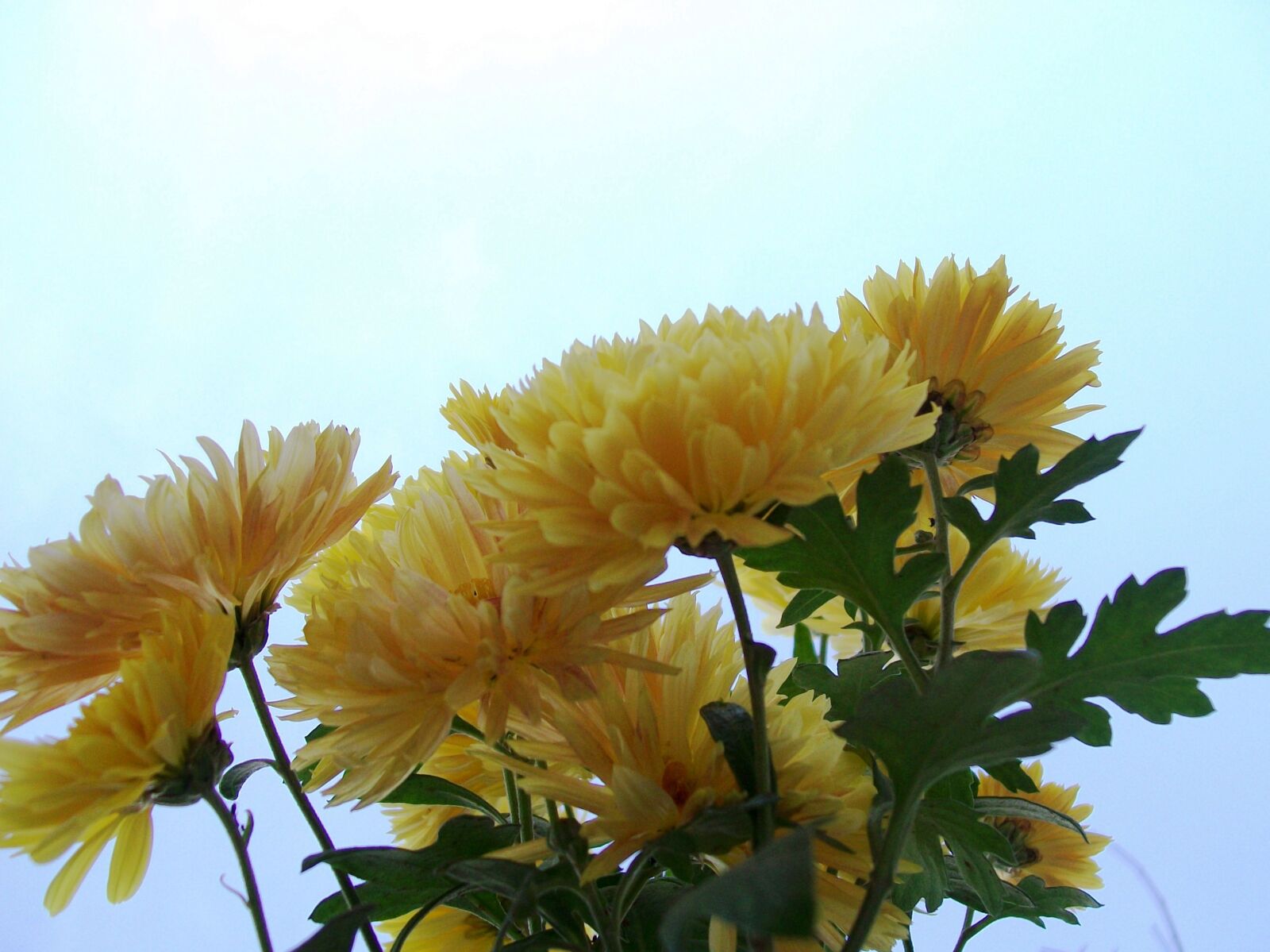 Kodak EasyShare C913 sample photo. Yellow, flowers, flora photography