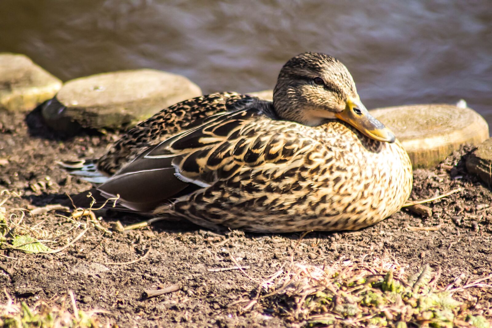 Canon EOS 60D sample photo. Bird, duck, nature photography