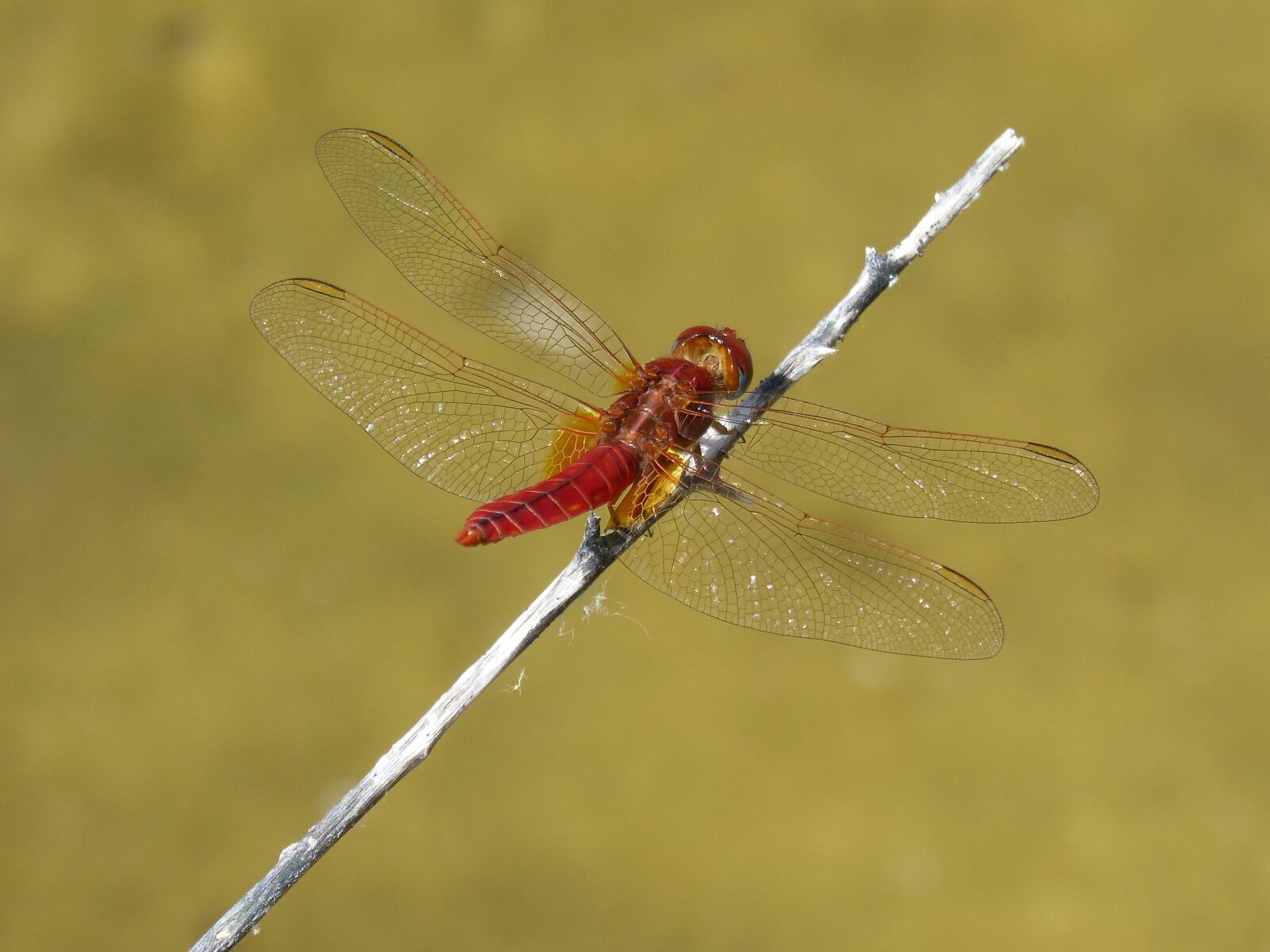 Panasonic DMC-FZ62 sample photo. Red dragonfly, pond, branch photography