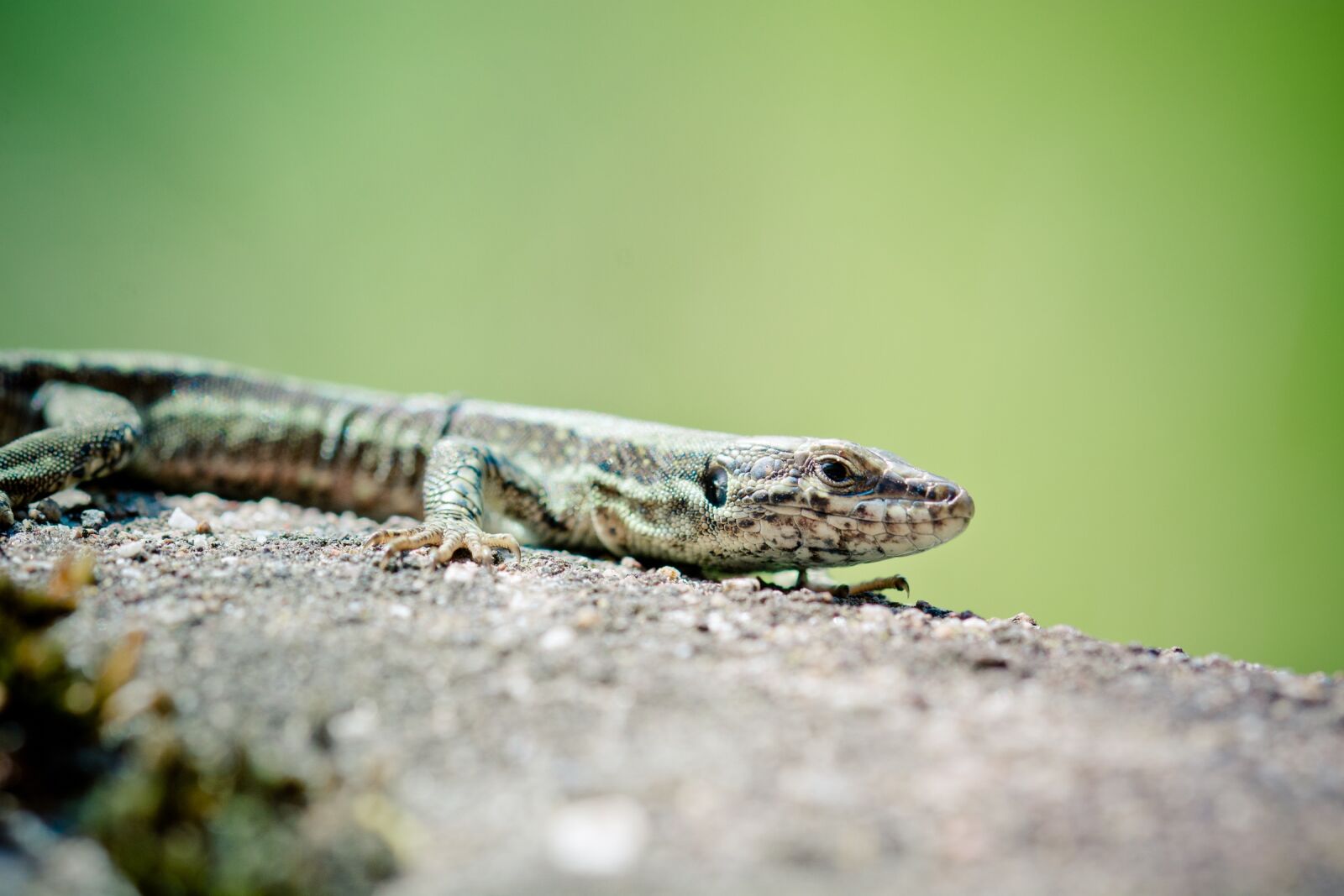 Nikon D7100 sample photo. Wall lizard, reptile, real photography