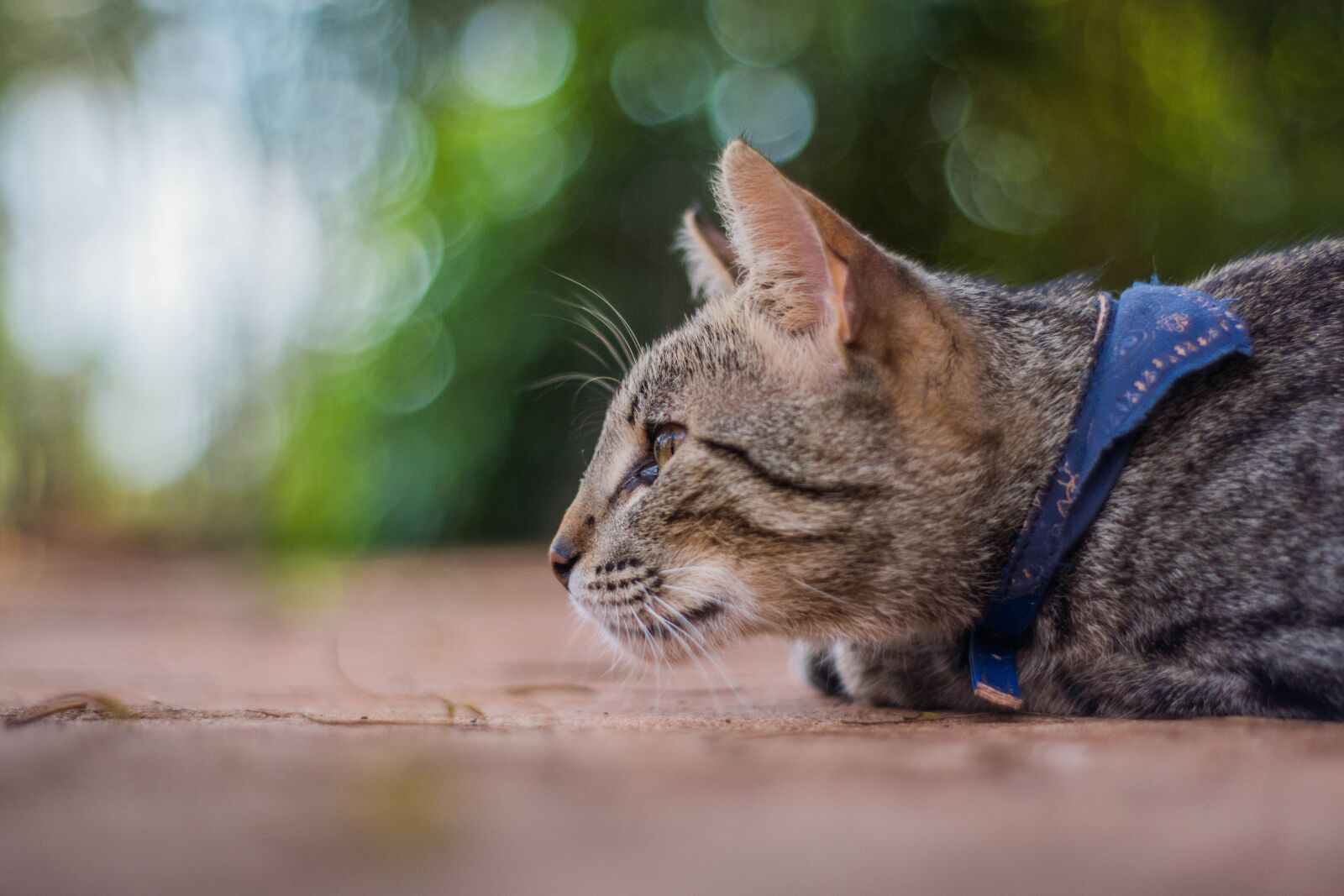 Nikon D5500 sample photo. Cats, textures, feline photography